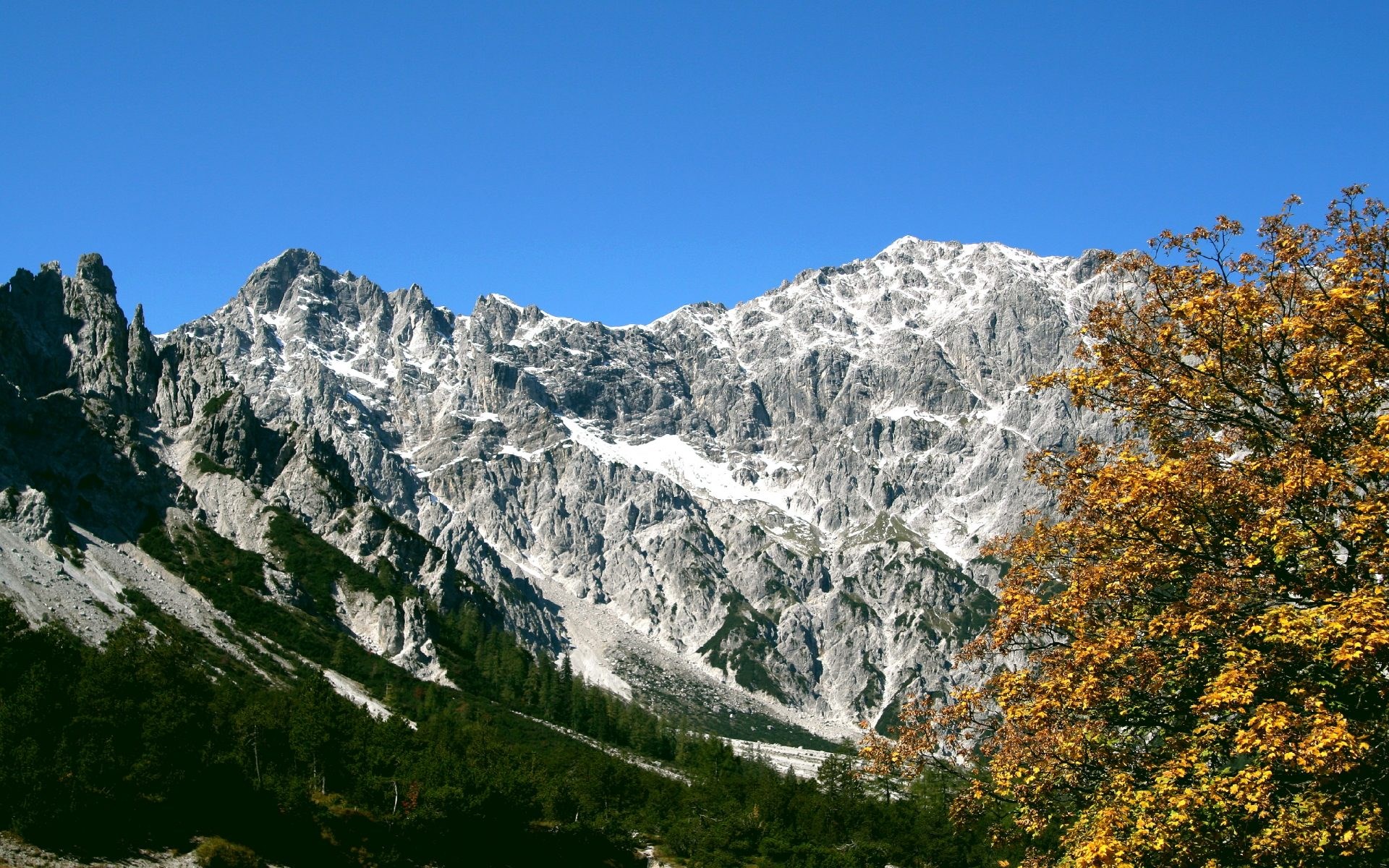Snow-capped mountains and autumn tree HD Wallpaper
