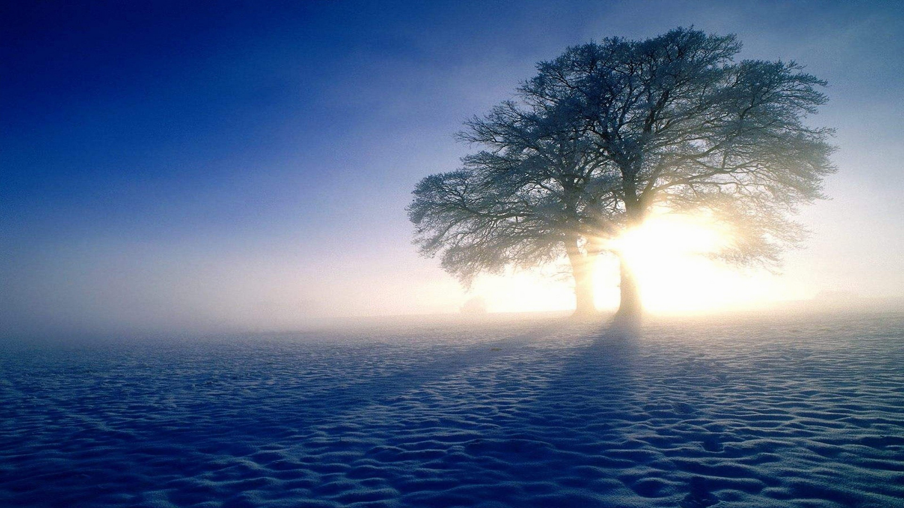 Winter tree in snow with sun and fog HD Wallpaper