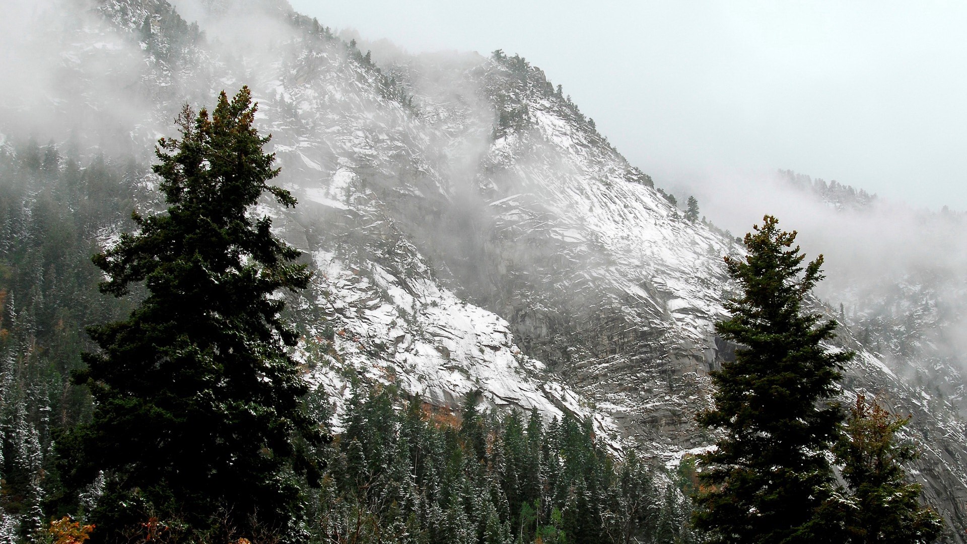 Snowy Mountain with Pine Trees and Fog HD Wallpaper