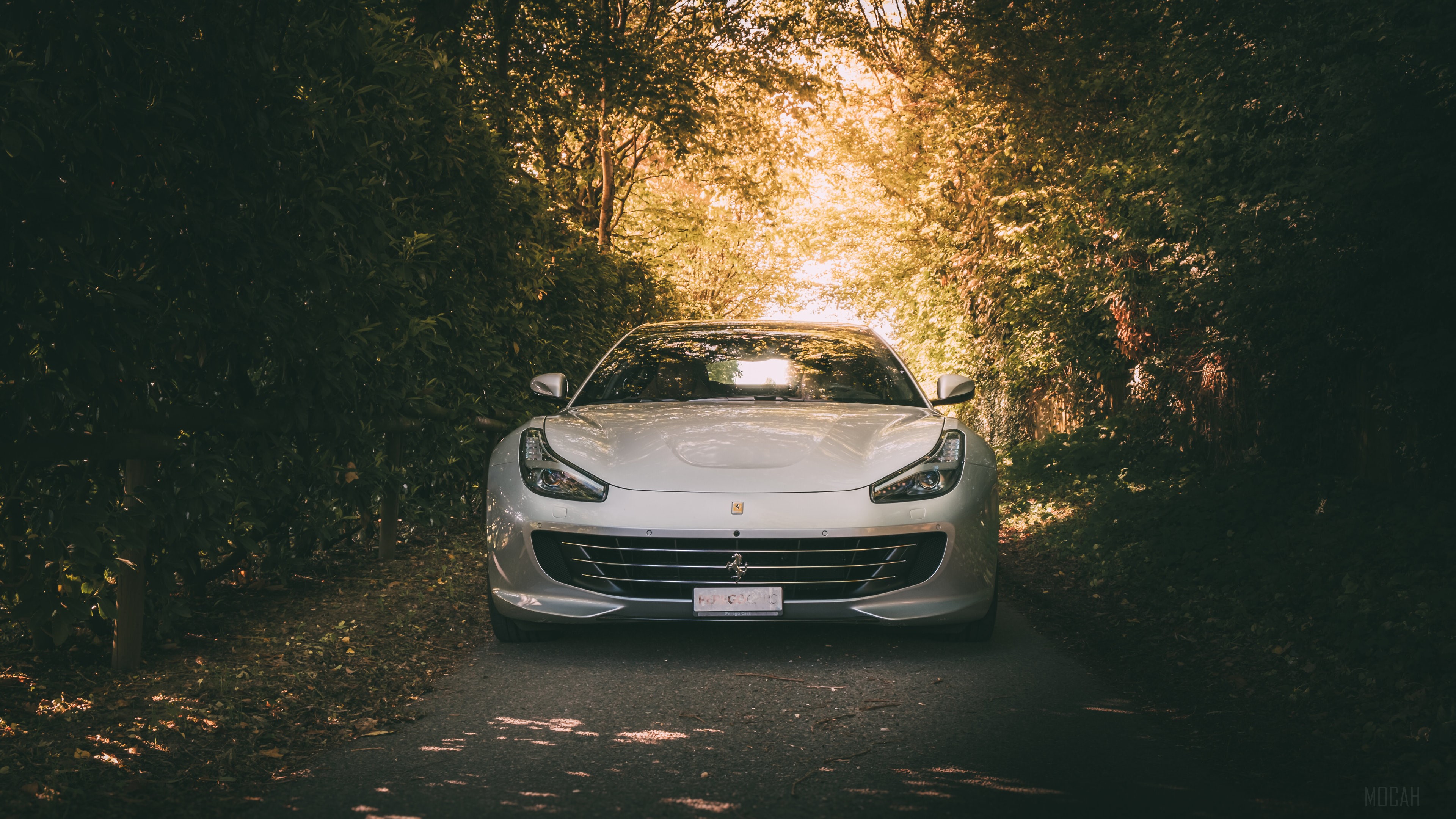 White Ferrari parked on a tree-lined road HD Wallpaper