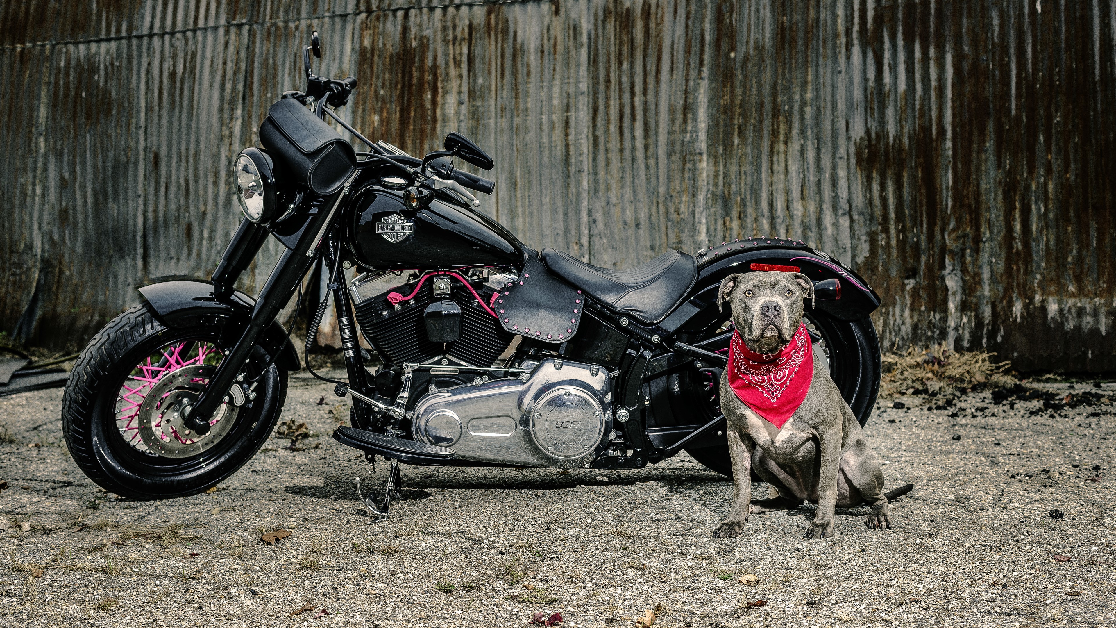 Harley Davidson Motorcycle with Pitbull Dog HD Wallpaper