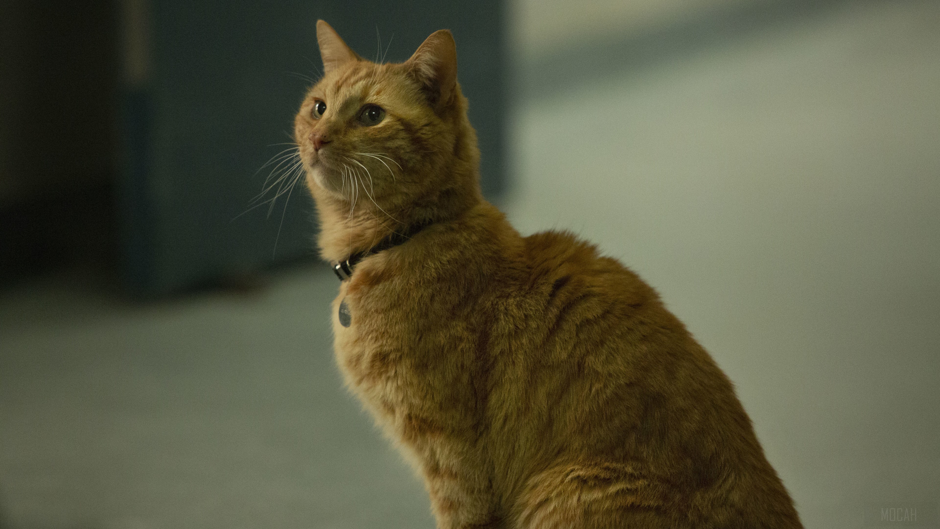 Goose the Cat from Captain Marvel 4K HD Wallpaper