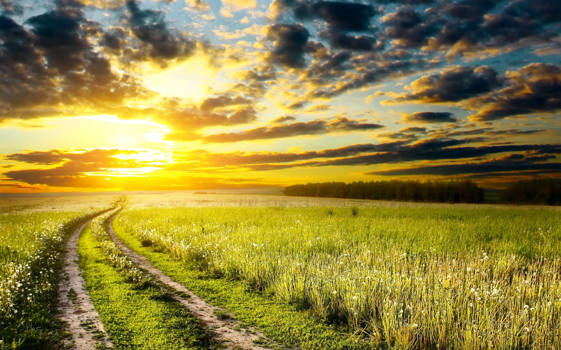 Dirt road through a field at sunset HD Wallpaper