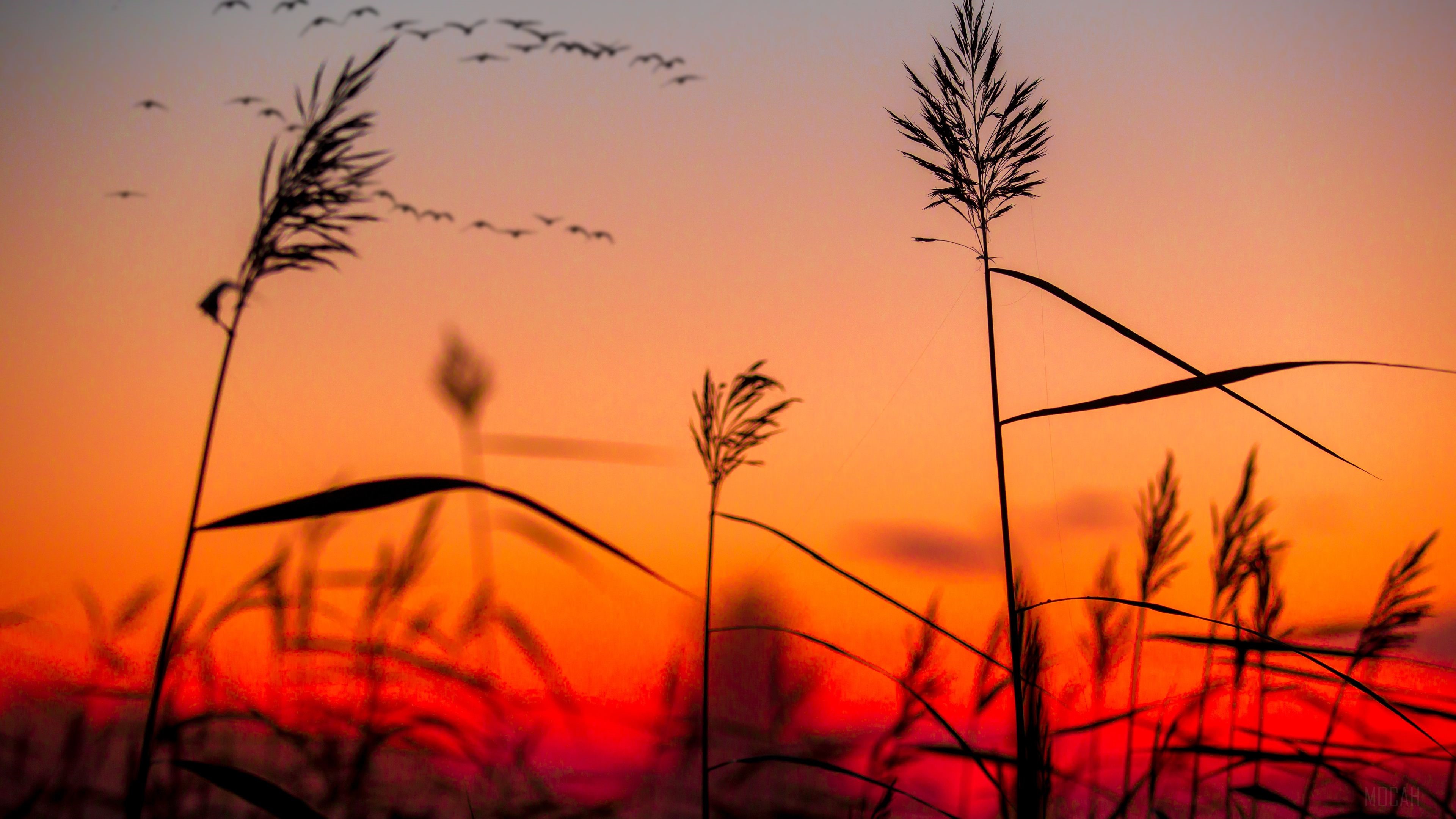 Reeds Silhouetted Against Sunrise Sky with Birds HD Wallpaper