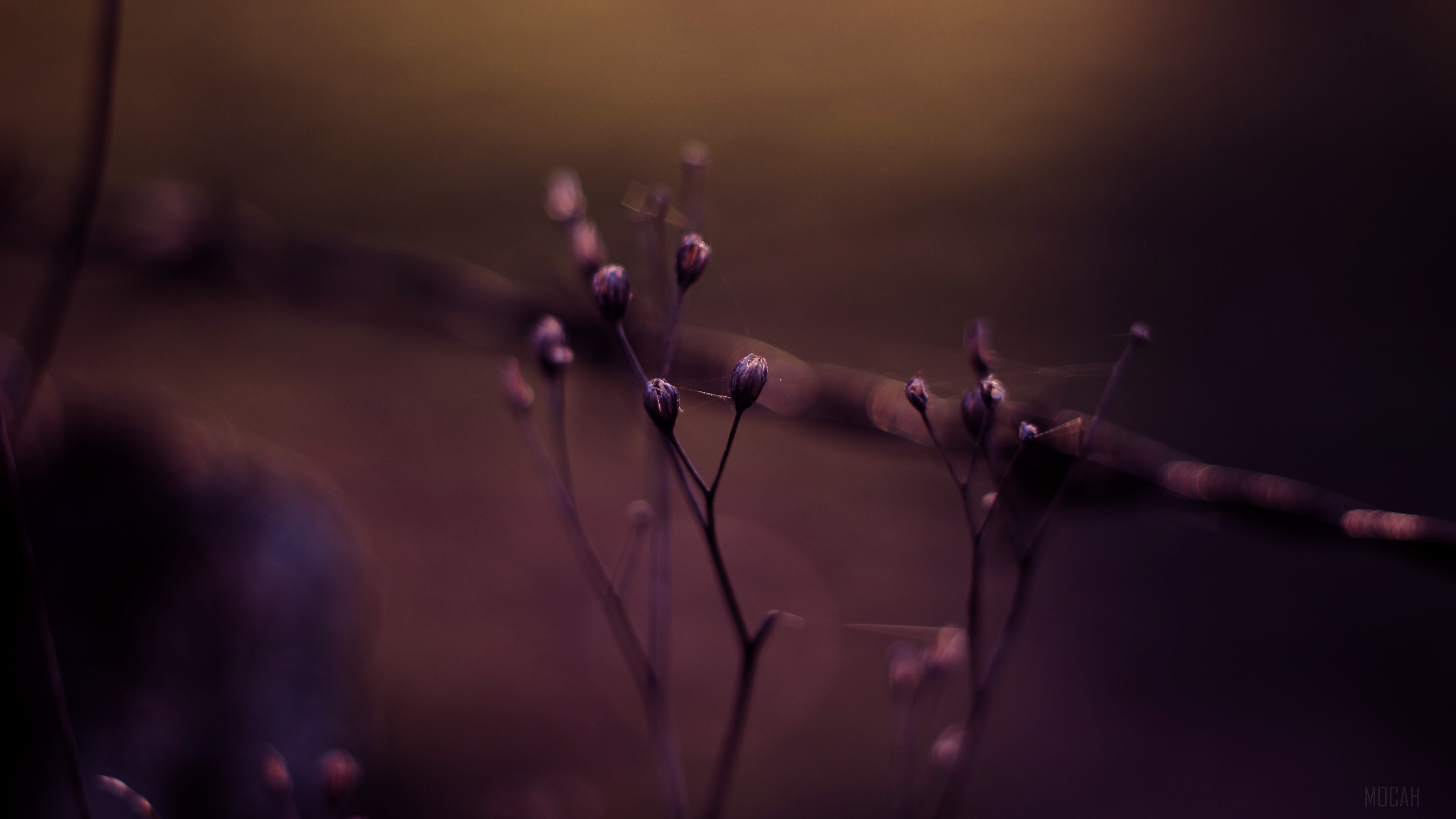 Macro Plants with Bokeh Effect in 4K HD Wallpaper