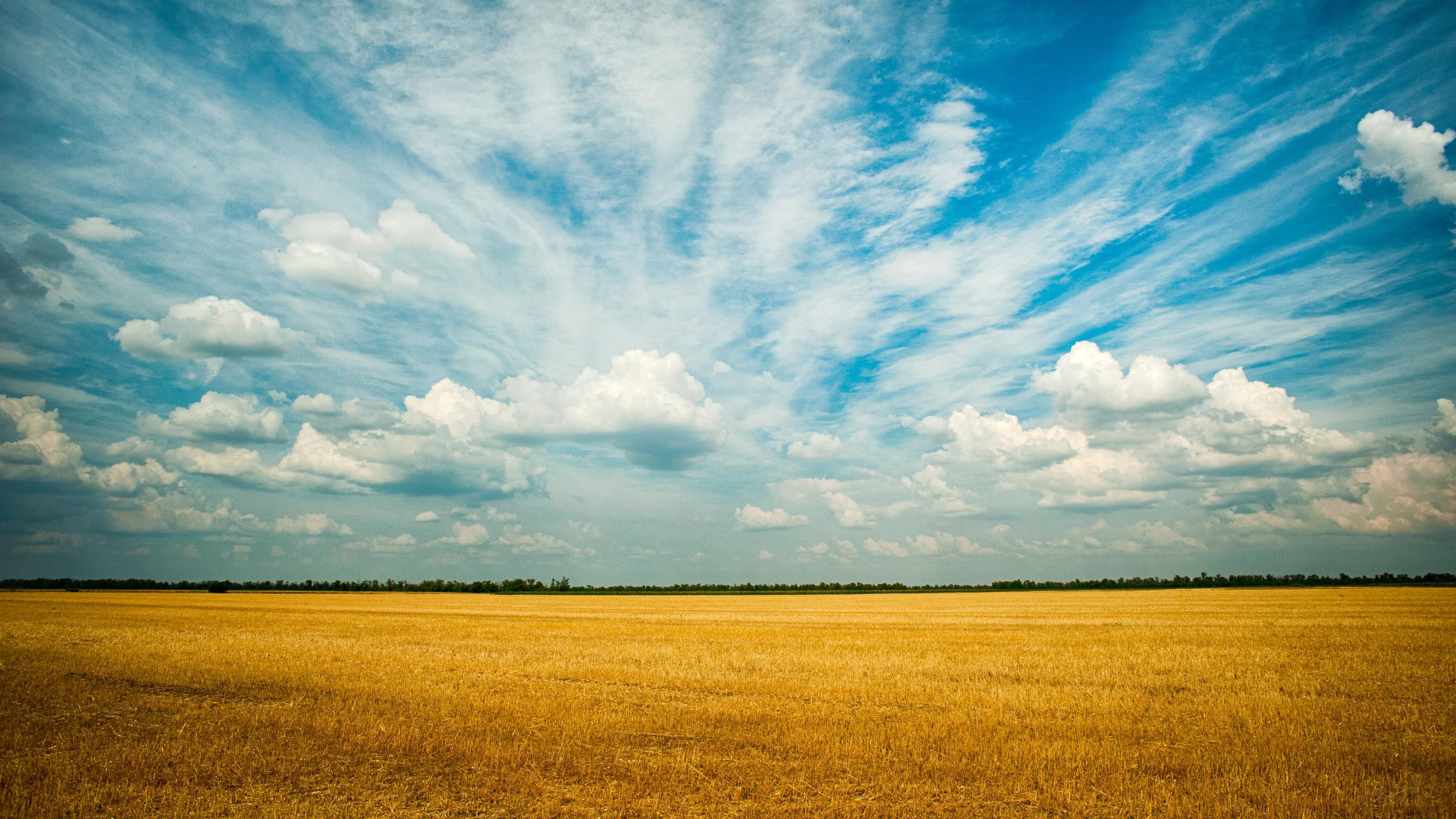 Yellow Grass Field HD Wallpaper