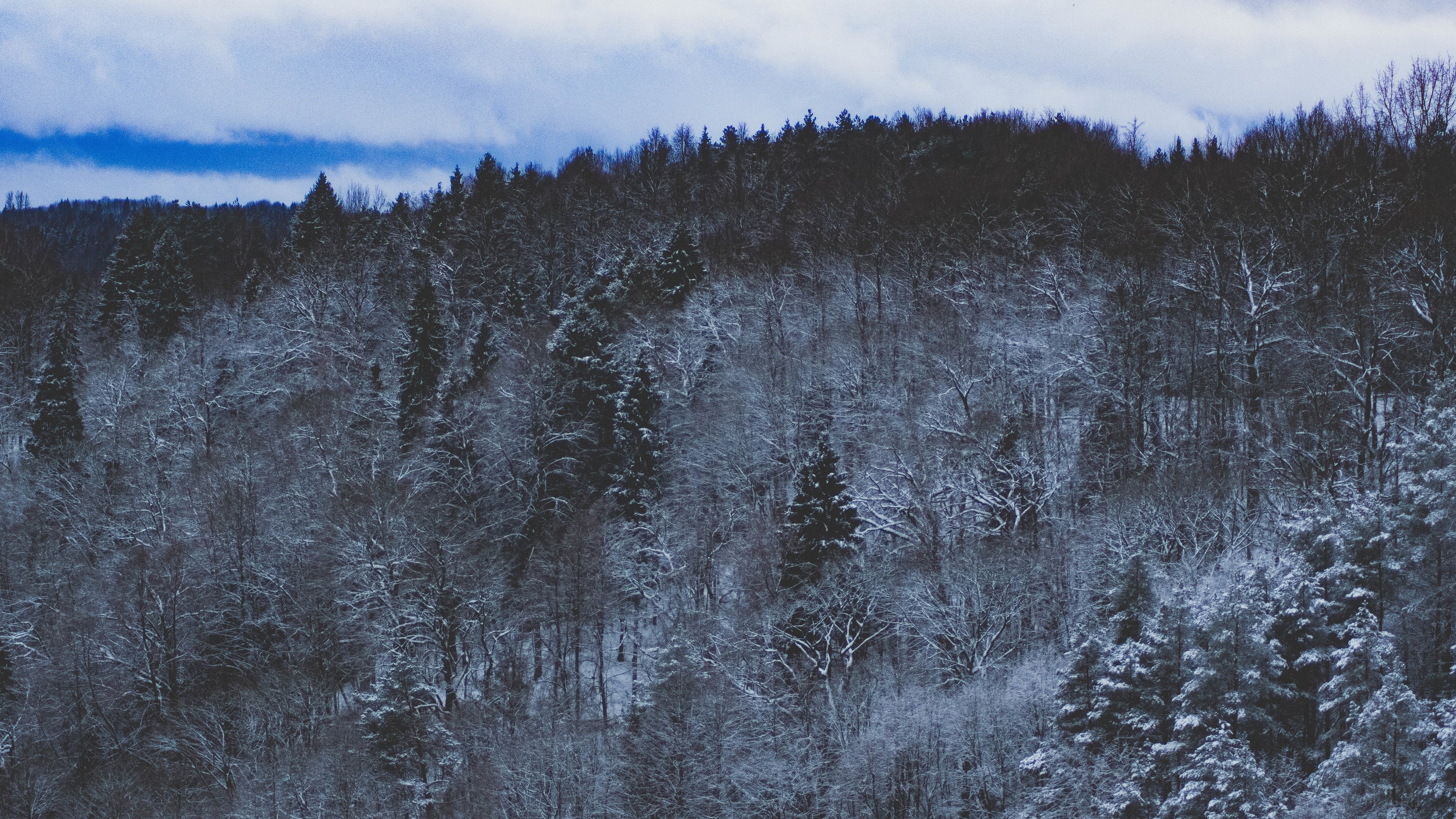 Snowy Forest Nature 4K HD Wallpaper