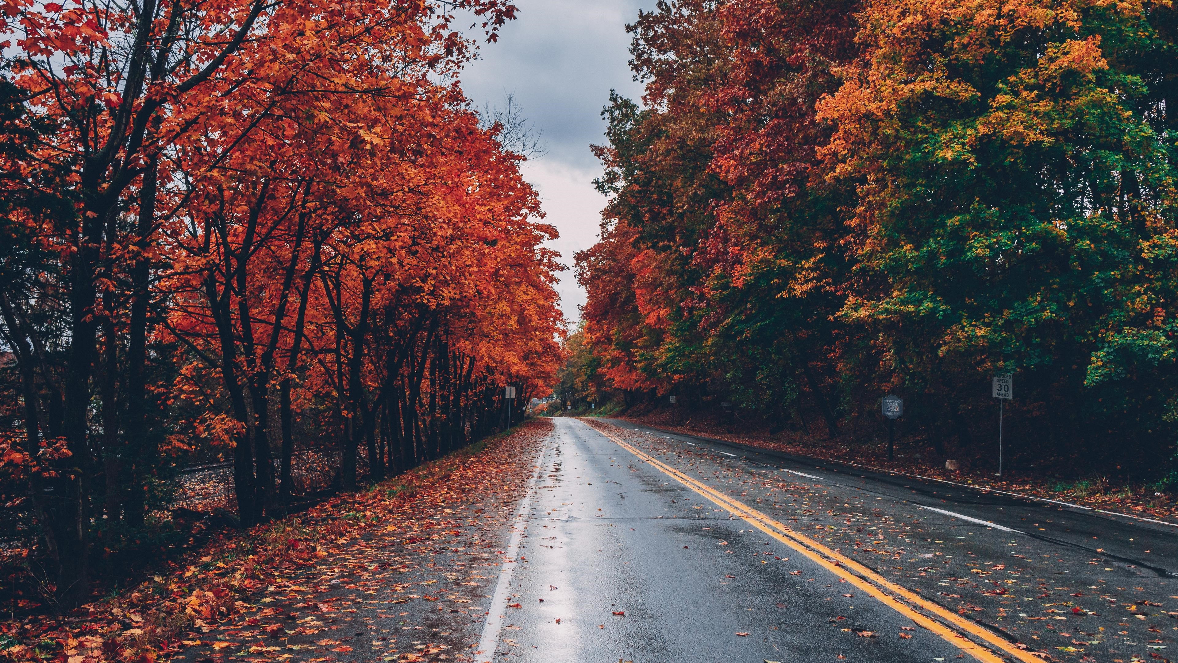 Autumn Road Lined with Trees and Fallen Leaves 4K HD Wallpaper