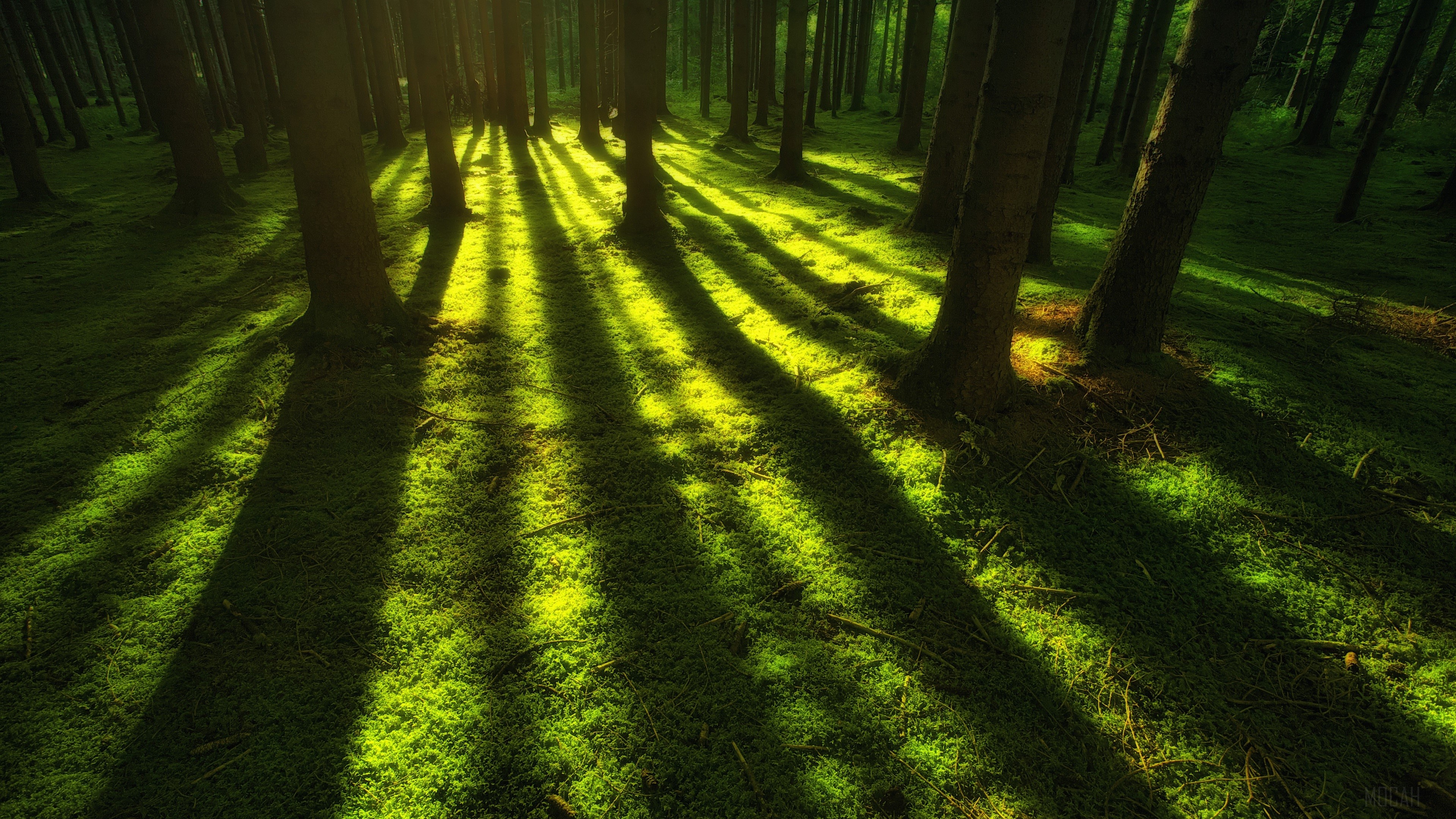 Forest with Sunbeams and Mossy Ground 4K HD Wallpaper