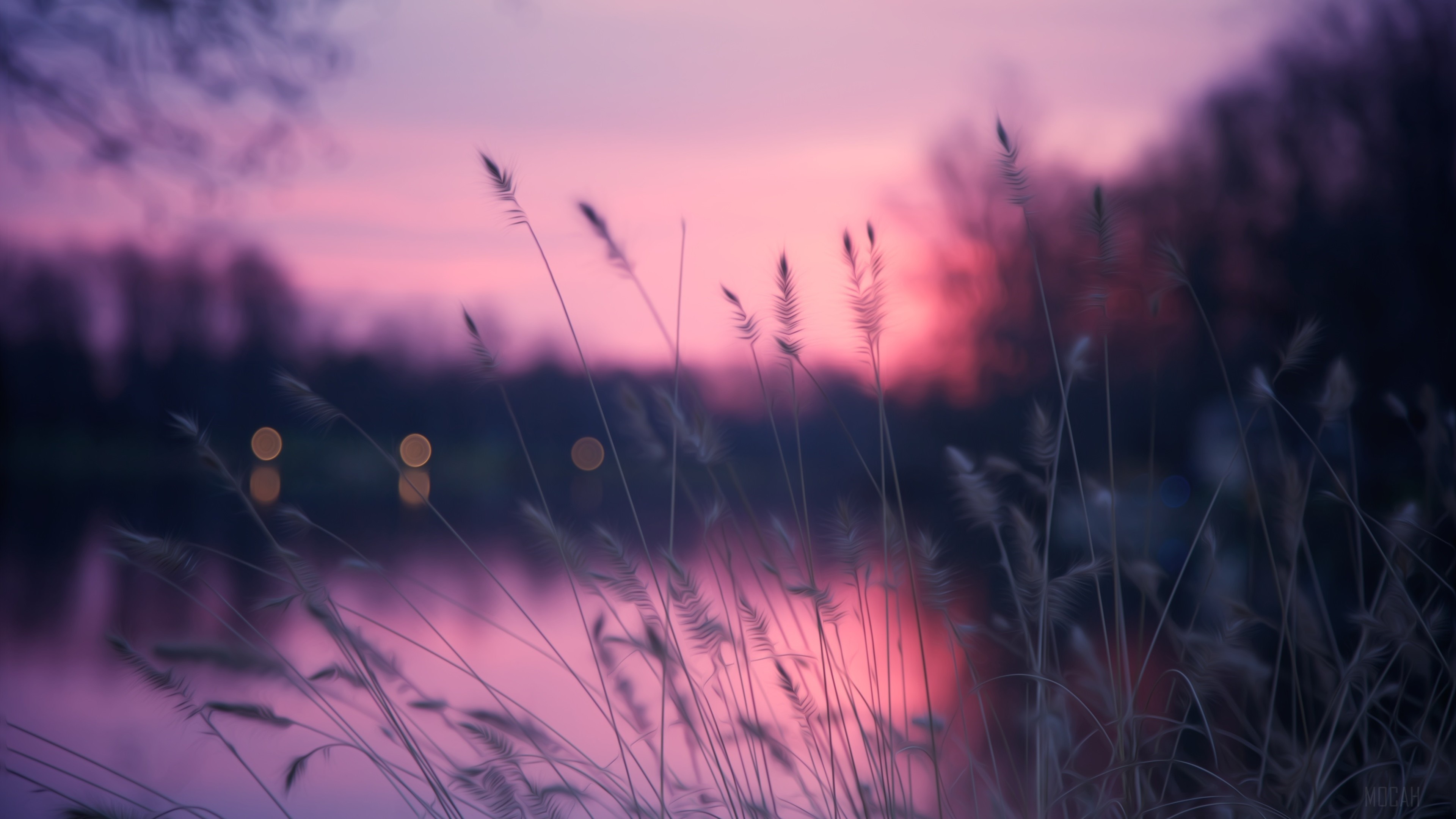 Plants Spike Lake Reeds HD Wallpaper