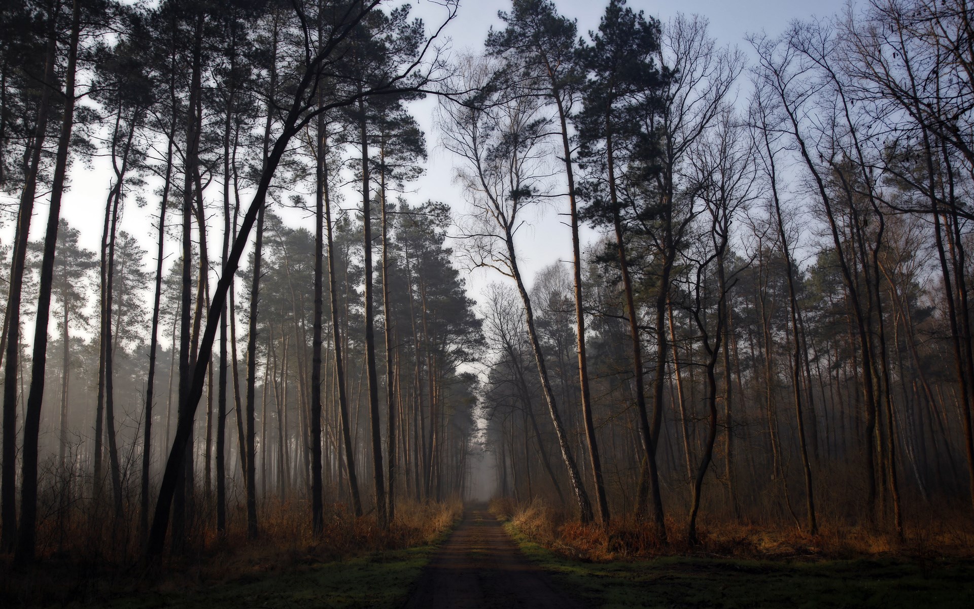 A foggy forest path lined with tall trees HD Wallpaper