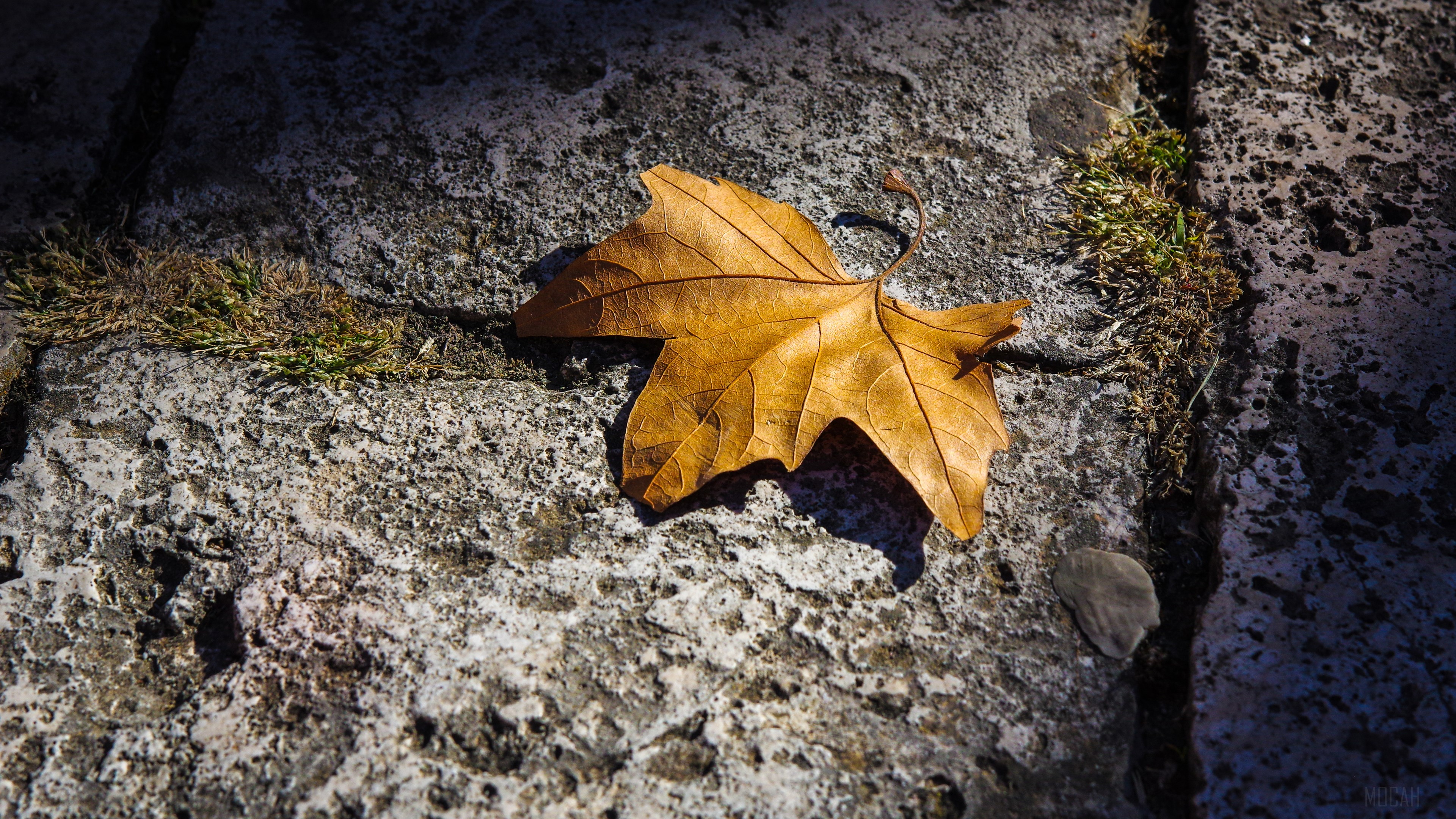 Fallen Autumn Leaf HD Wallpaper