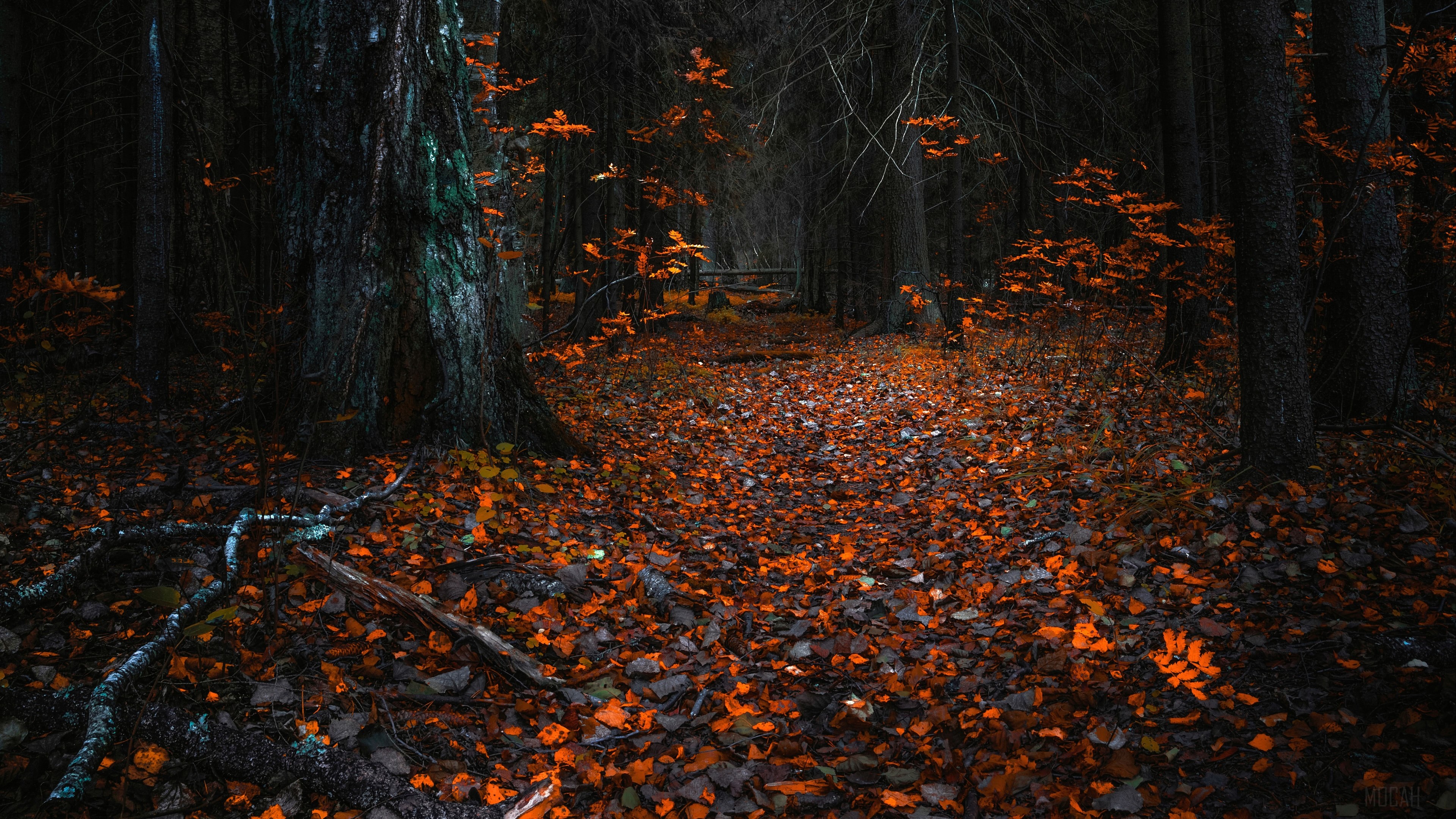 Forest Path Covered in Autumn Leaves 4K HD Wallpaper