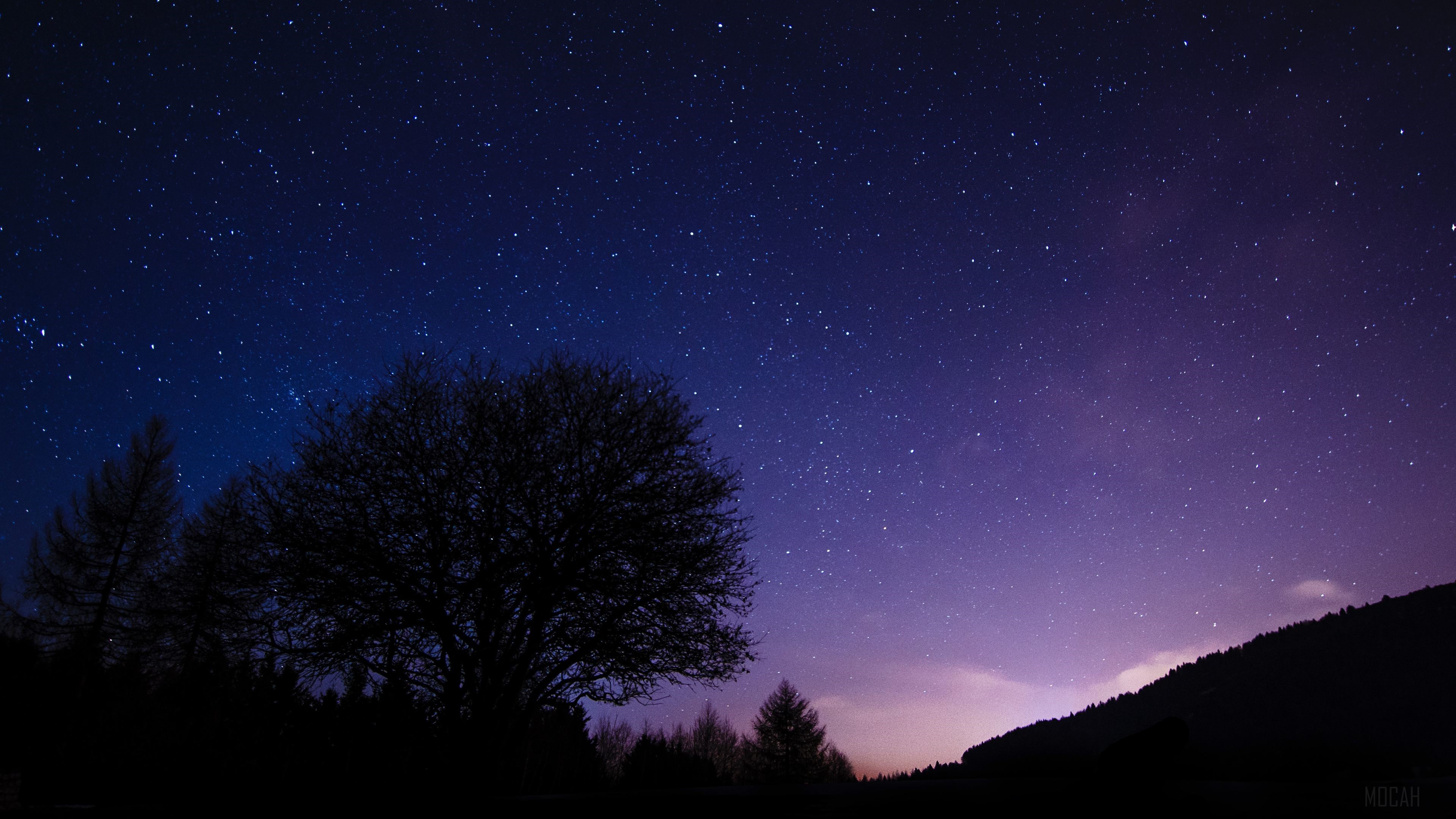 Dark Night Sky with Stars and Silhouetted Trees HD Wallpaper