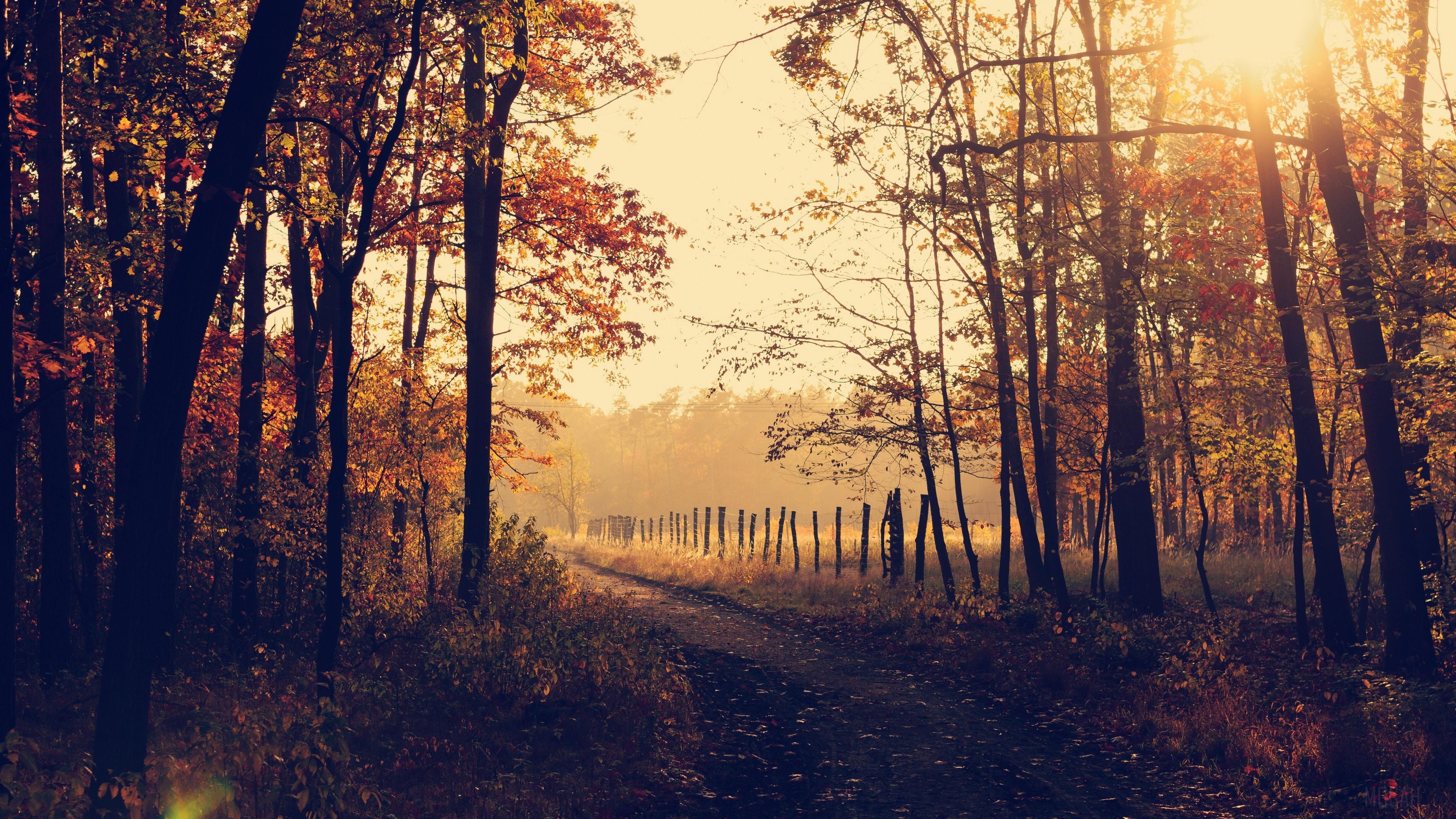 Autumn Forest Path with Sunbeams 4K HD Wallpaper