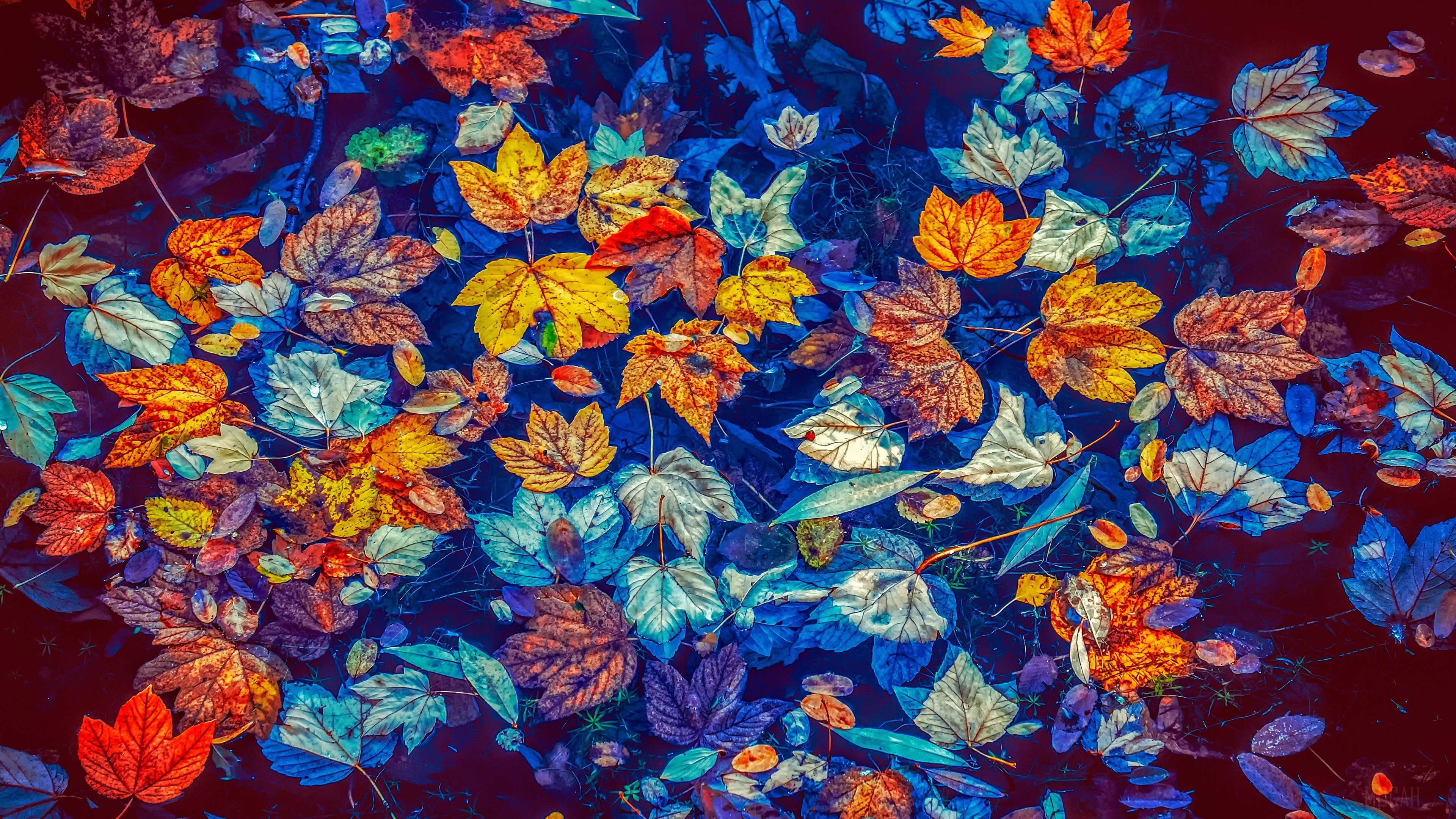 Fallen Leaves In Water HD Wallpaper