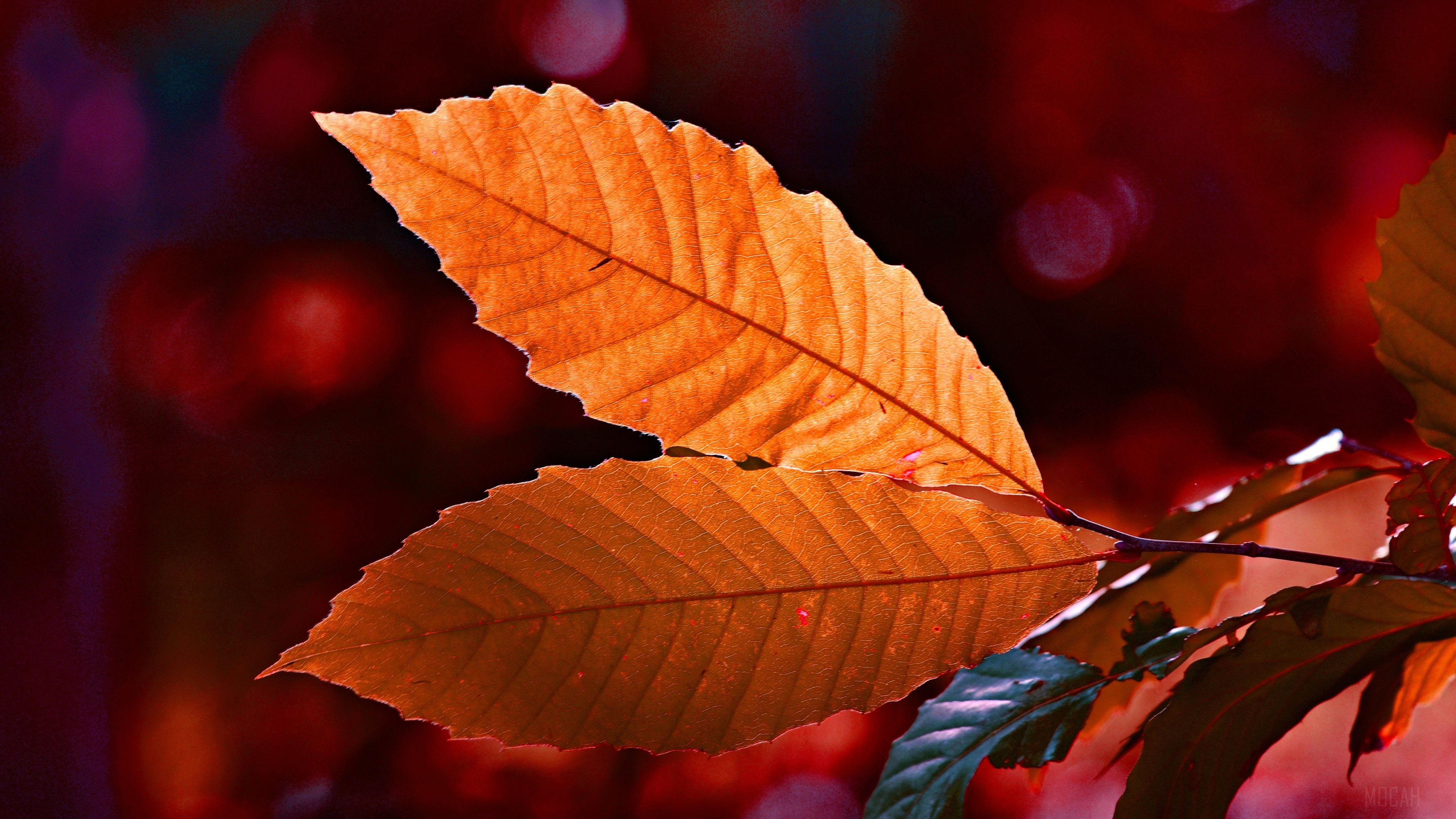 Autumn Leaves in Warm Light 4K HD Wallpaper