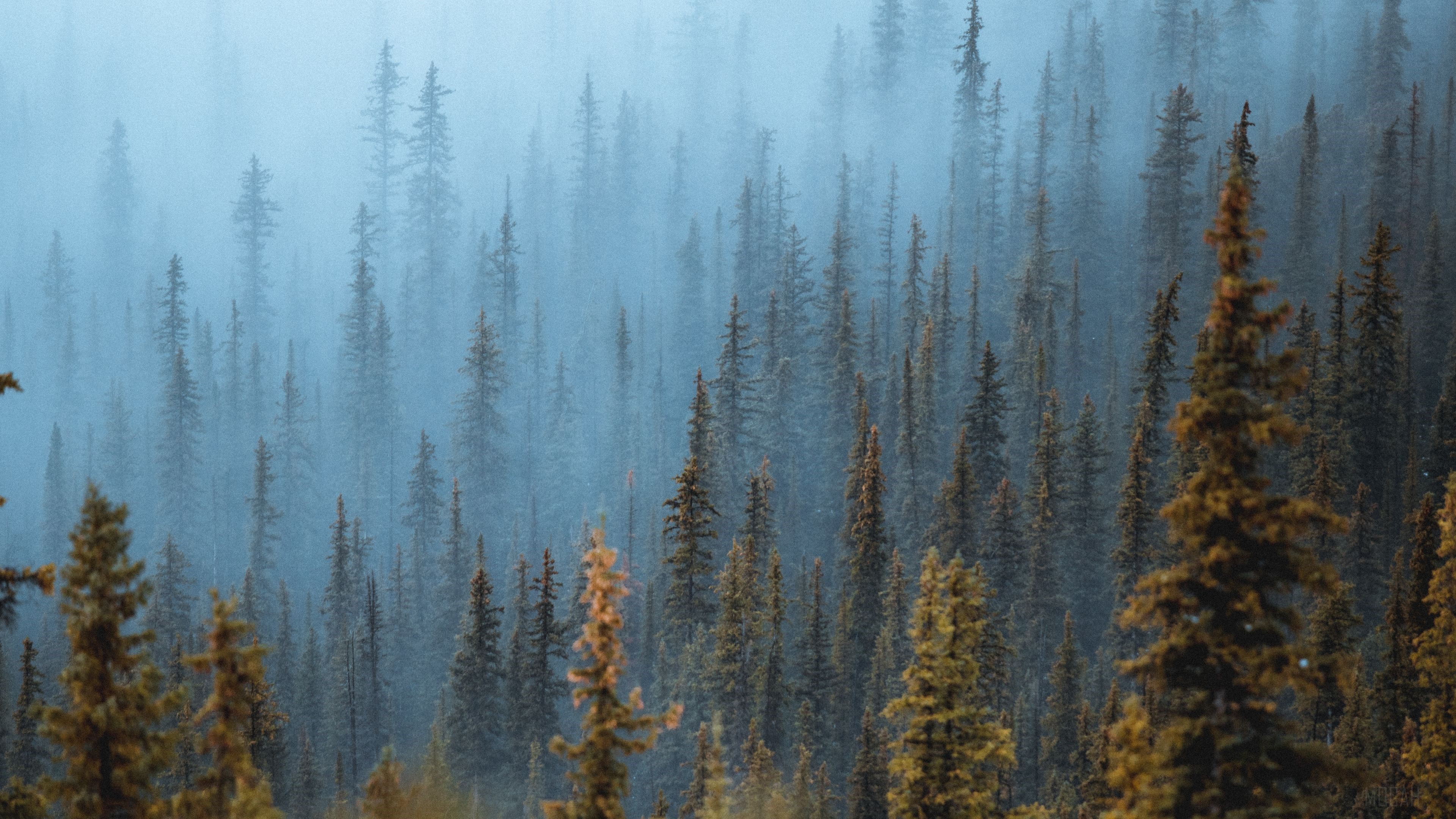 Pine Trees in Fog HD Wallpaper