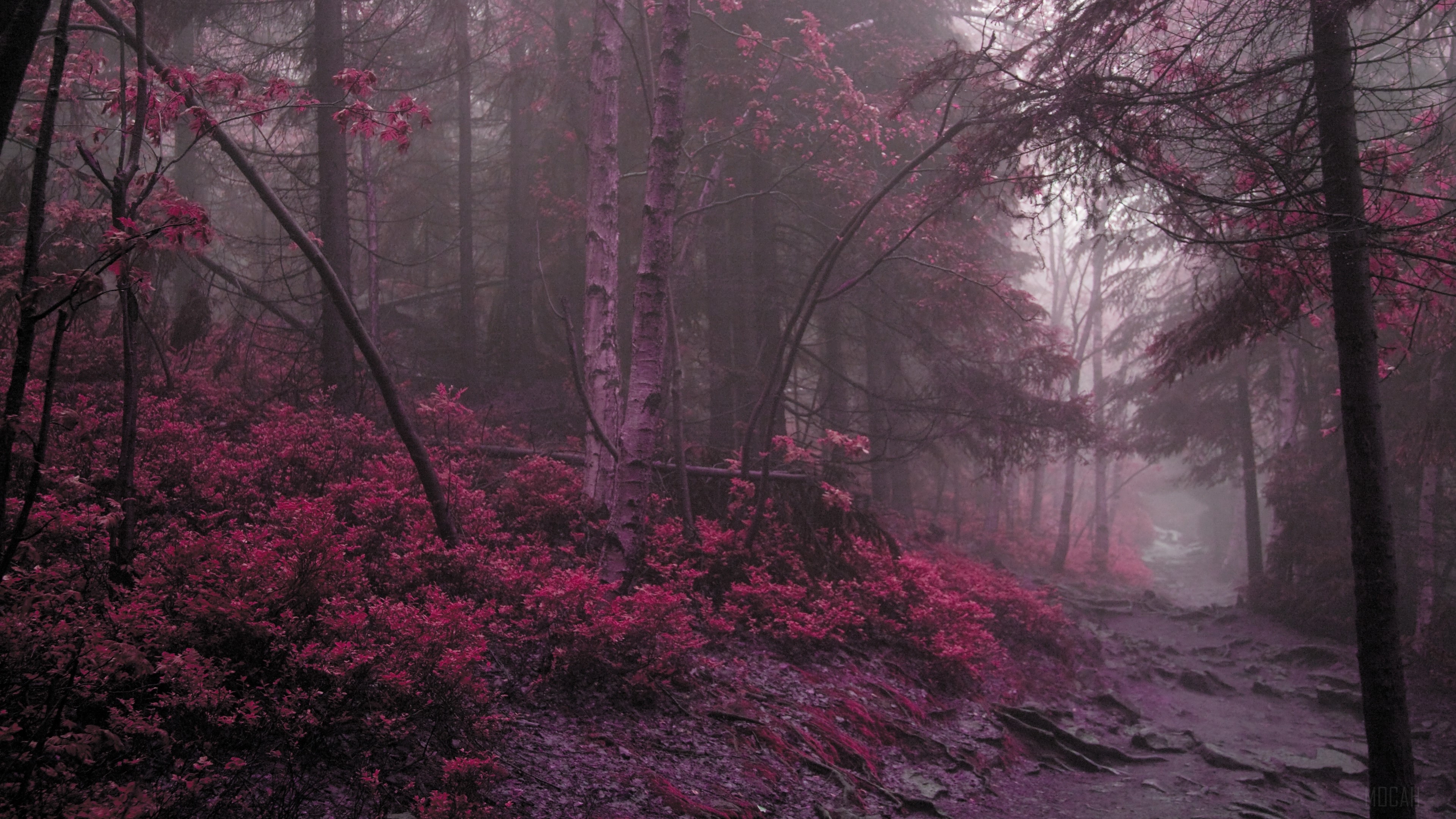 Pink Forest Path 4K HD Wallpaper