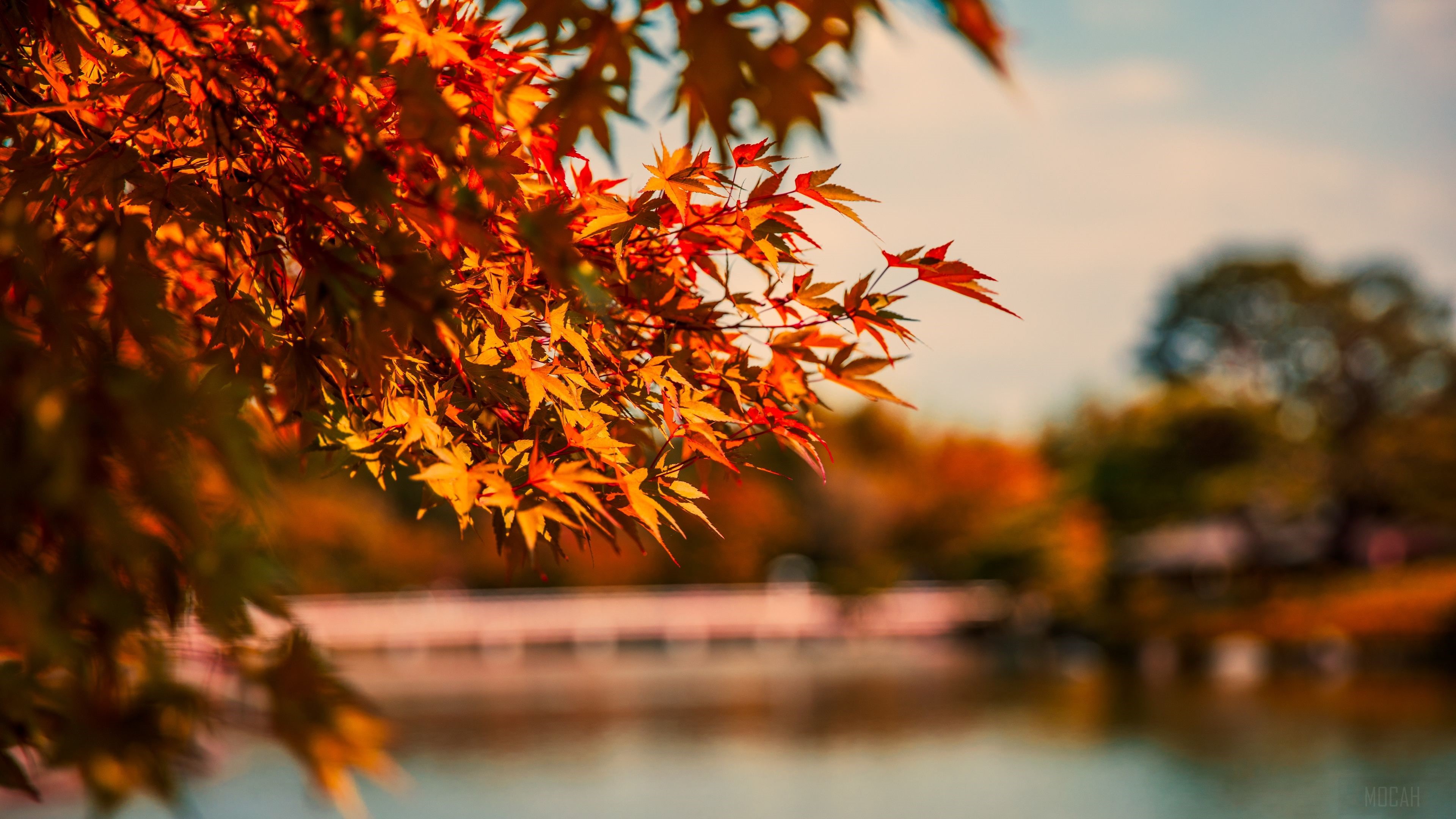 Maple Tree Leaves by Lake in Autumn 4K HD Wallpaper