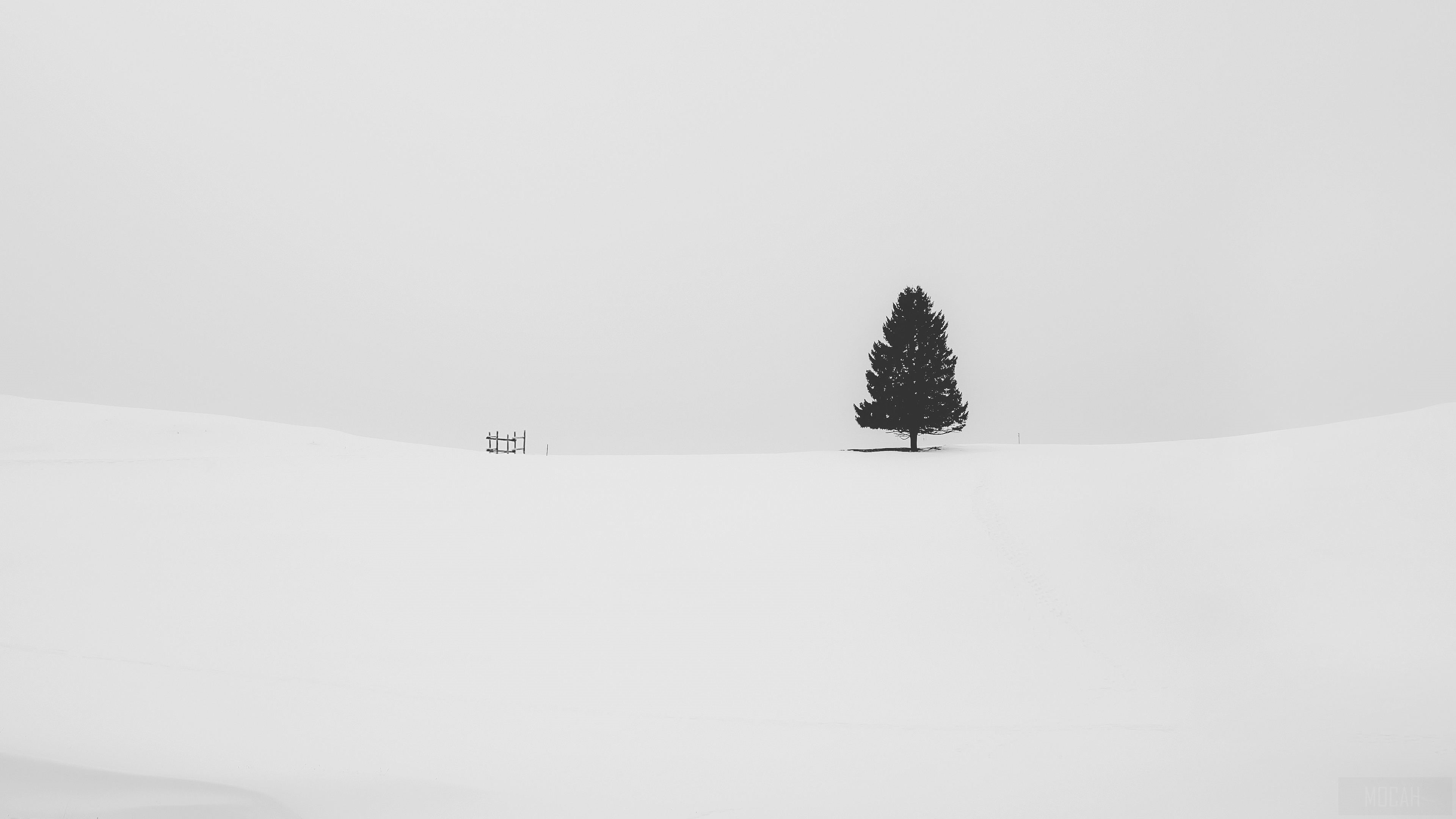 Minimalist Snow Landscape with Lone Tree HD Wallpaper