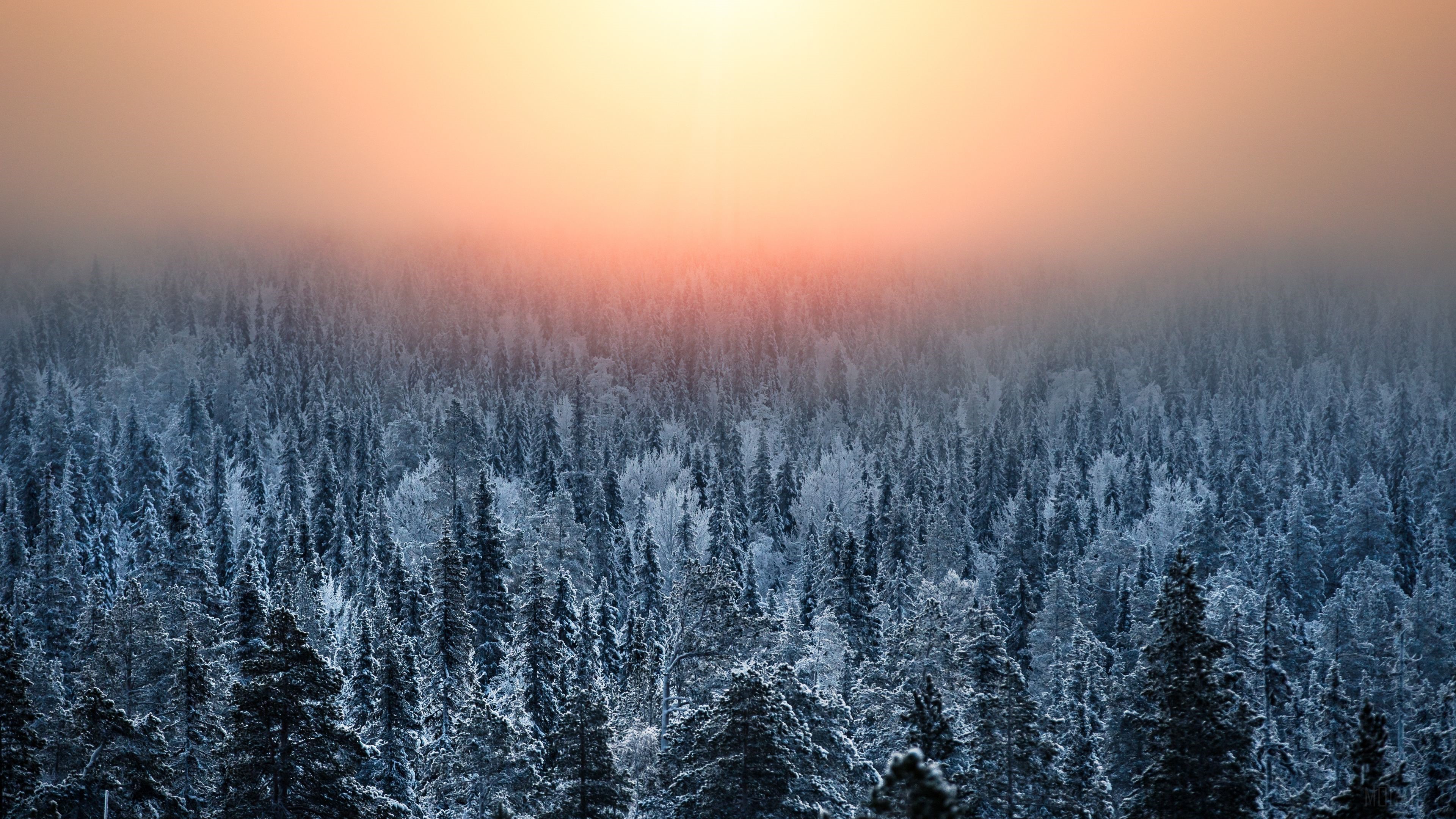Morning Light Over Snowy Forest 4K HD Wallpaper