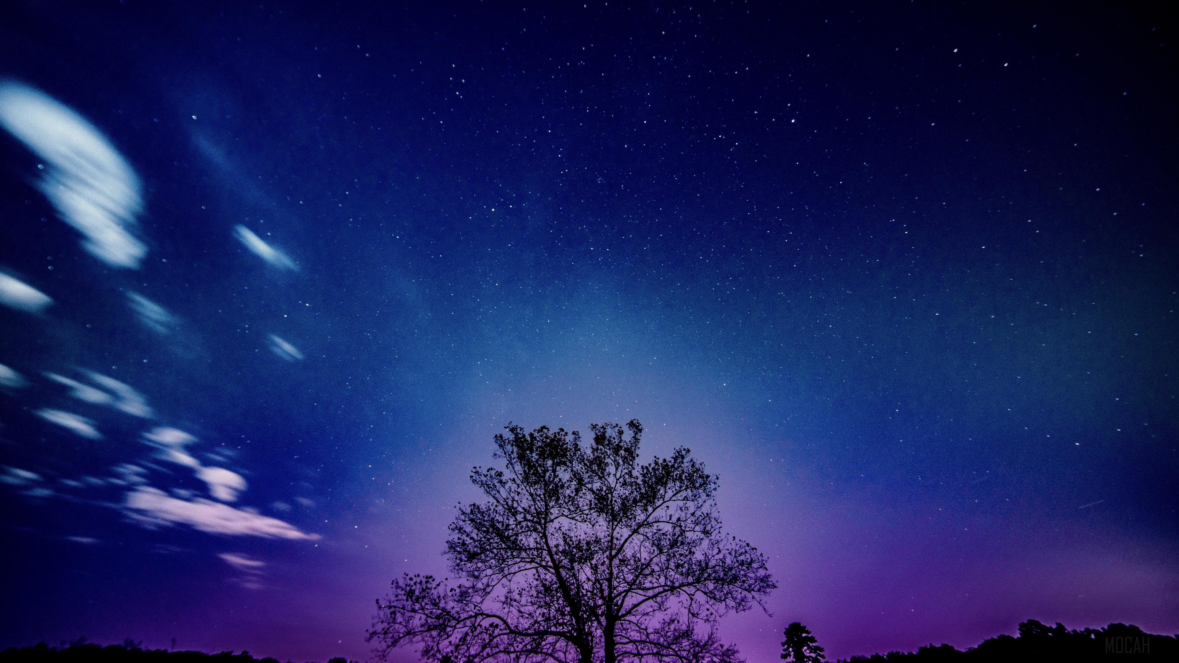Tree under starry sky HD Wallpaper