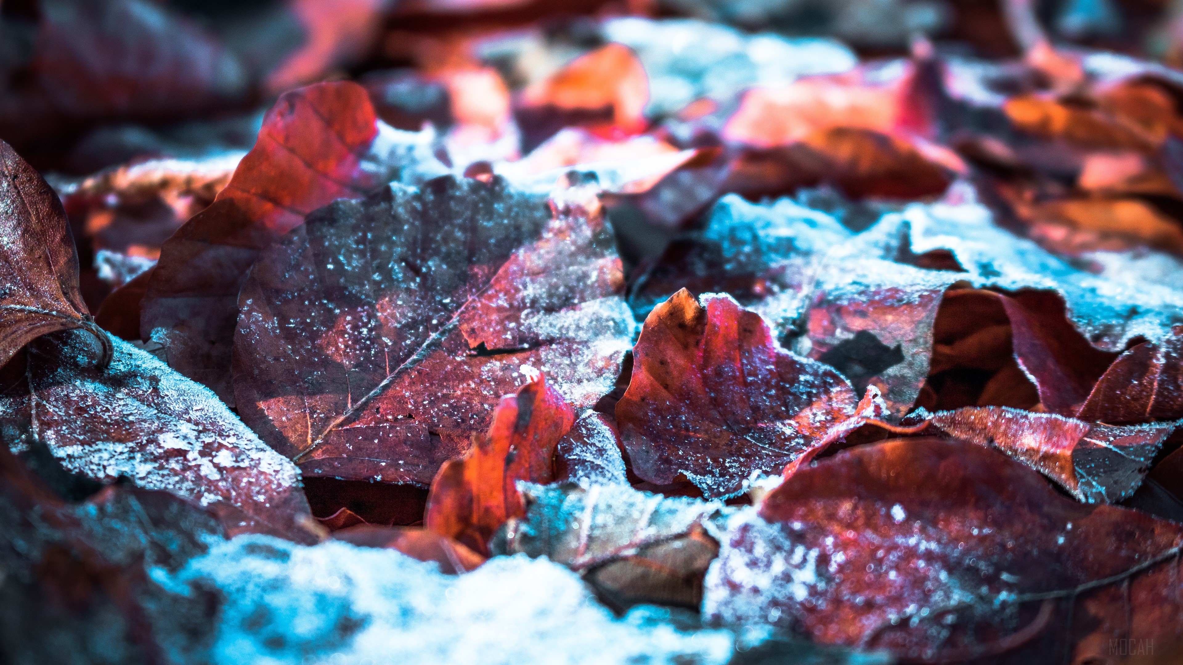 Fallen leaves with snow HD Wallpaper