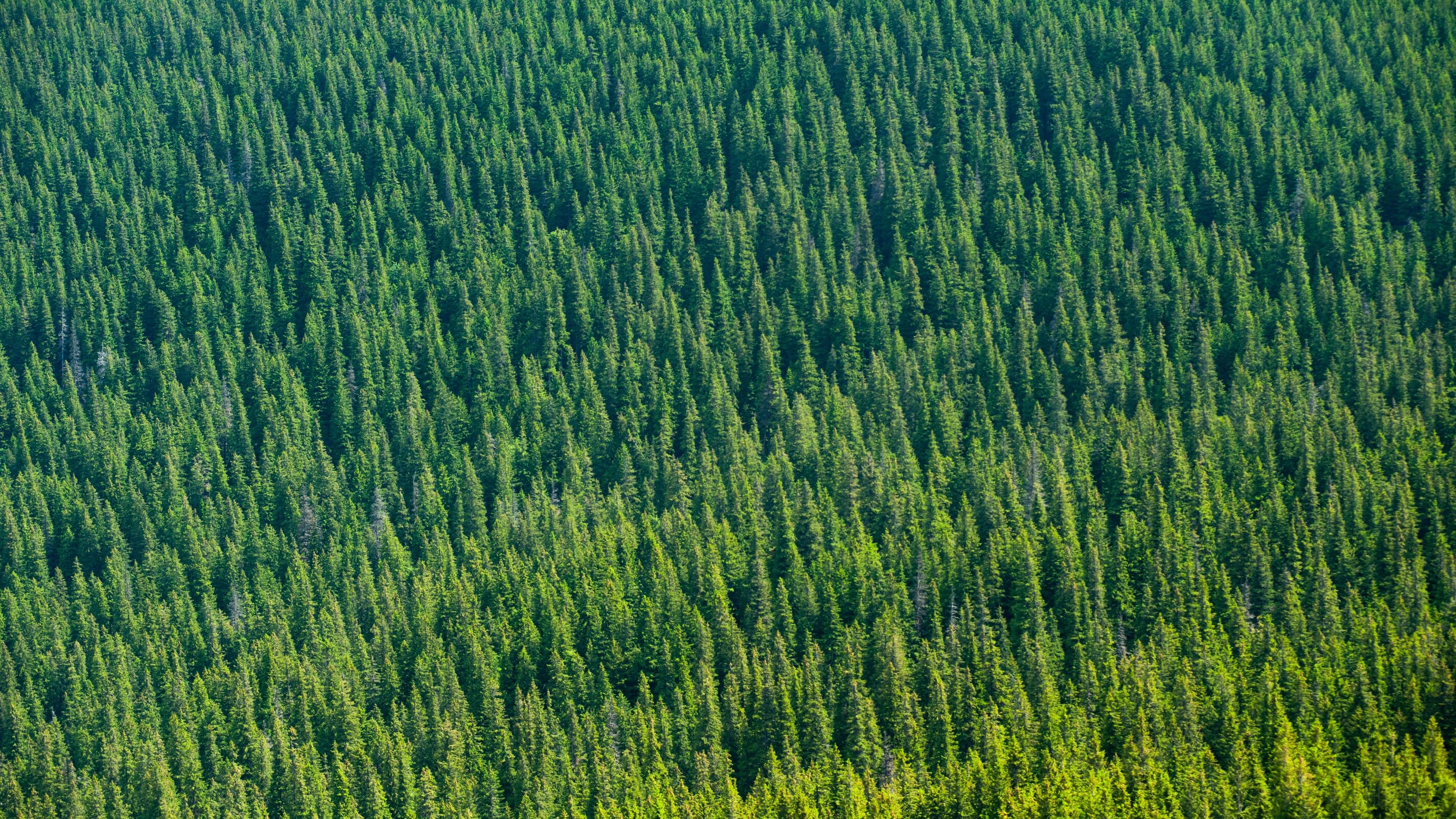 Aerial View of Dense Green Forest 4K HD Wallpaper