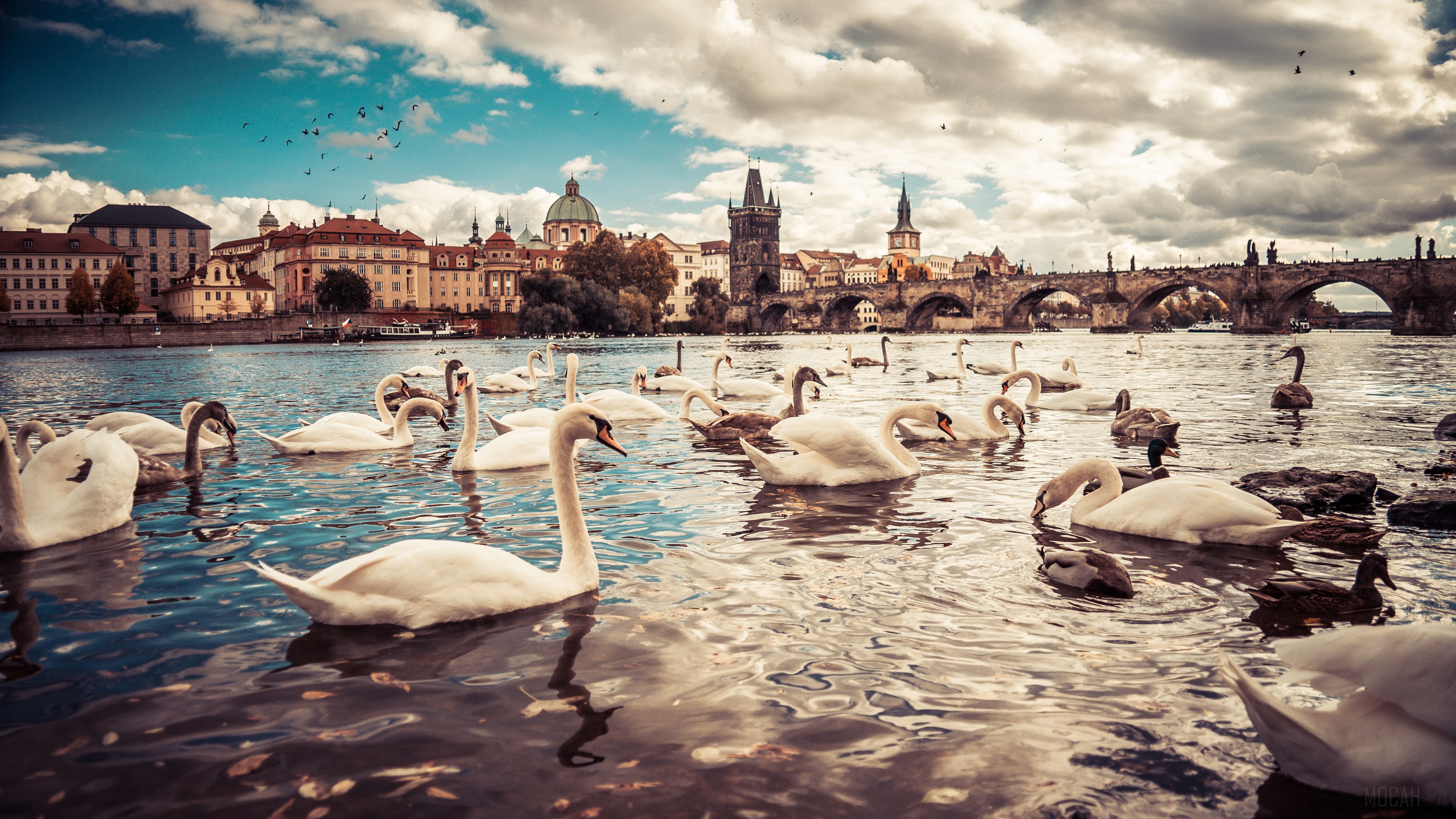 Swans on the Vltava River in Prague, Czech Republic 4K HD Wallpaper