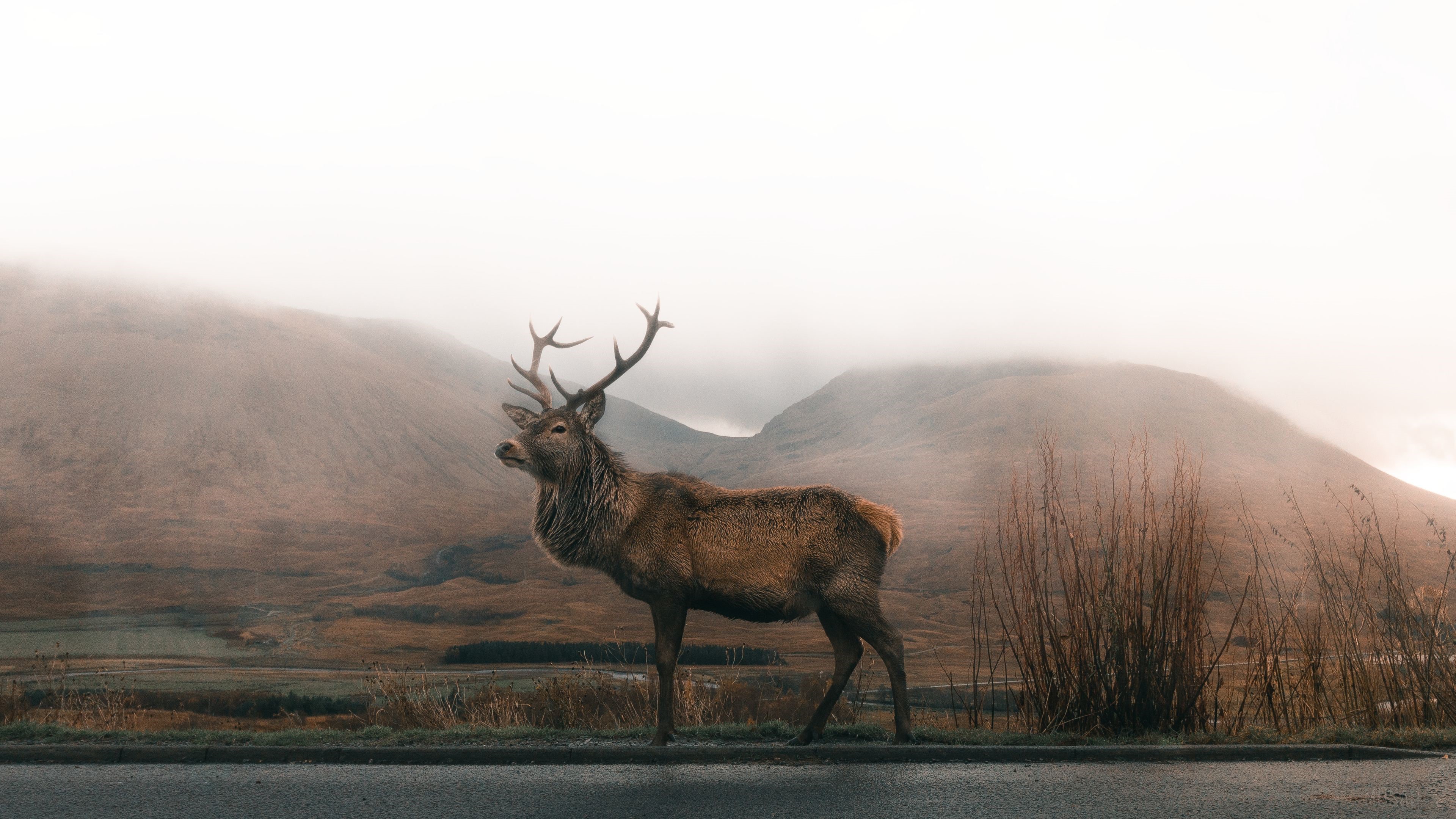 Reindeer in a foggy mountain landscape 4K HD Wallpaper
