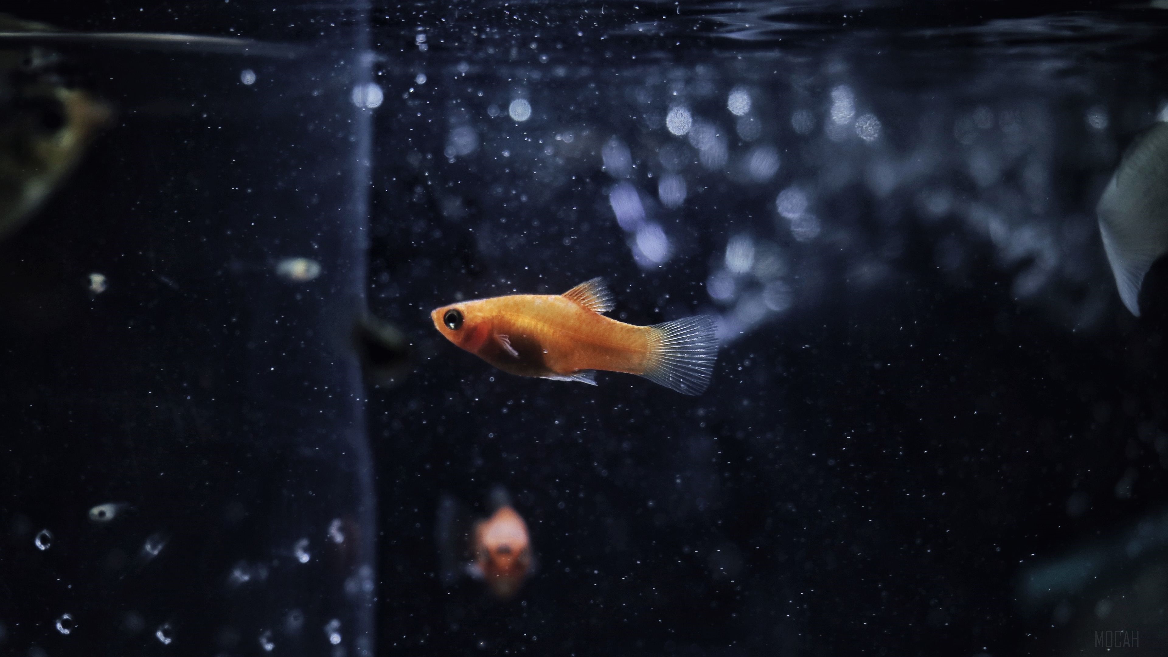 Orange fish in aquarium 4K HD Wallpaper