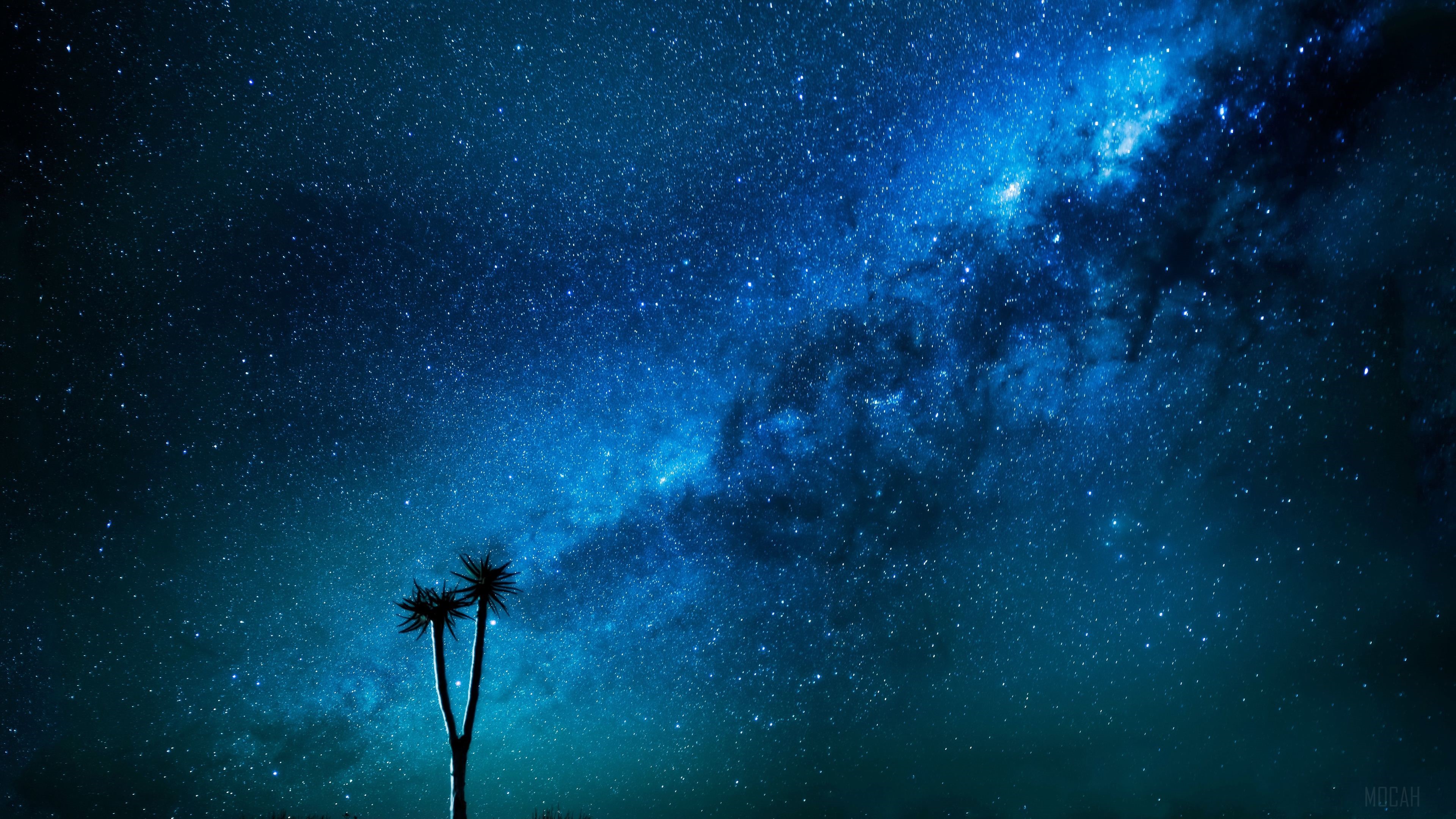 Milky Way Galaxy over Joshua Trees 4K HD Wallpaper