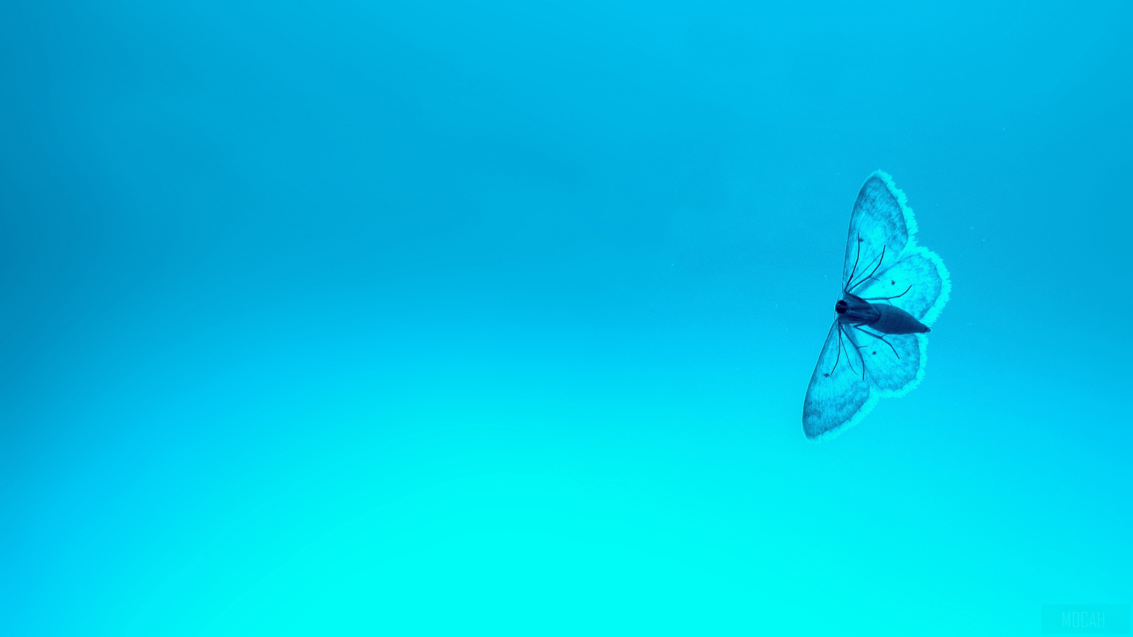 Blue Butterfly HD Wallpaper