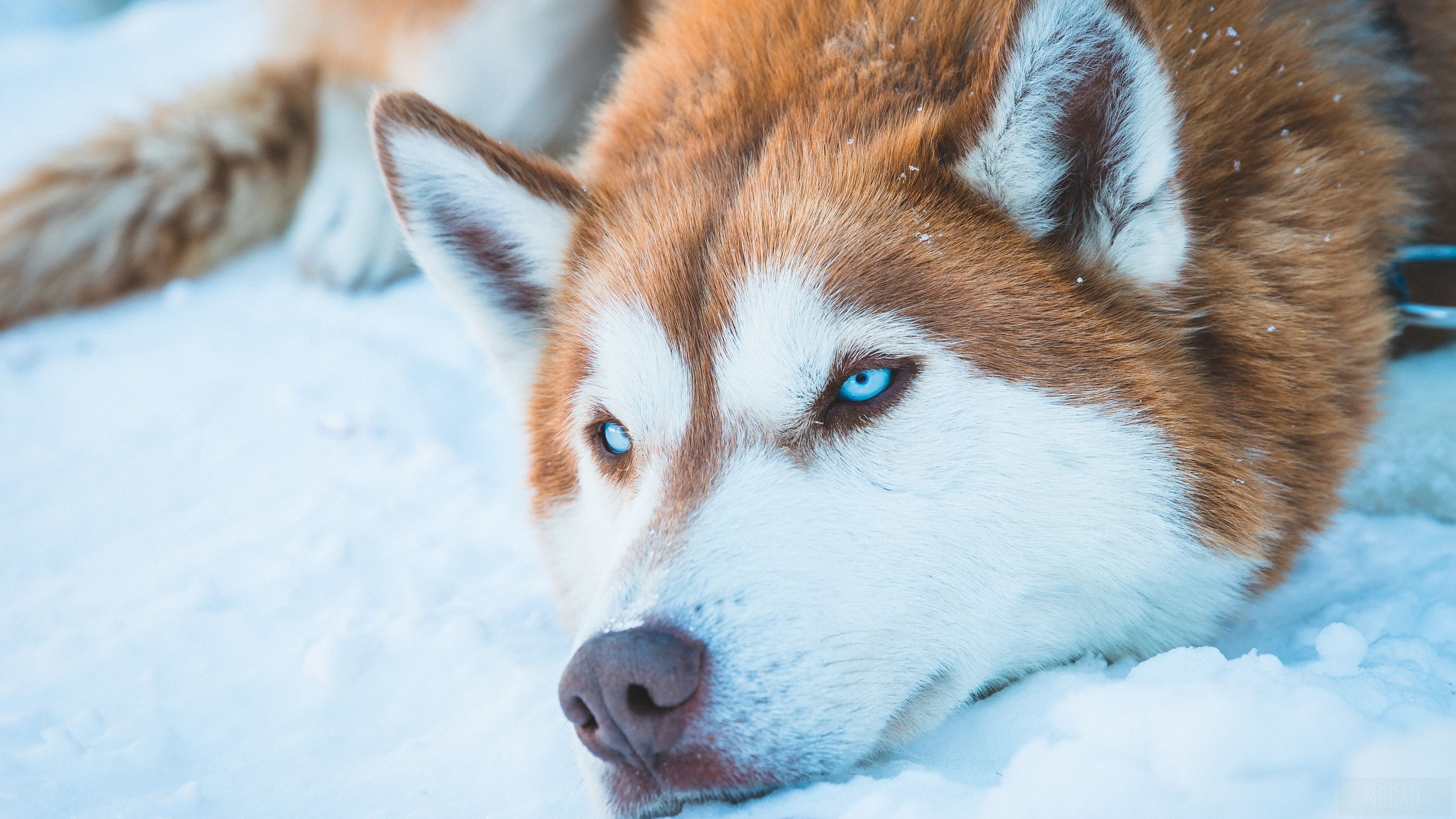 Siberian Husky In Snow HD Wallpaper