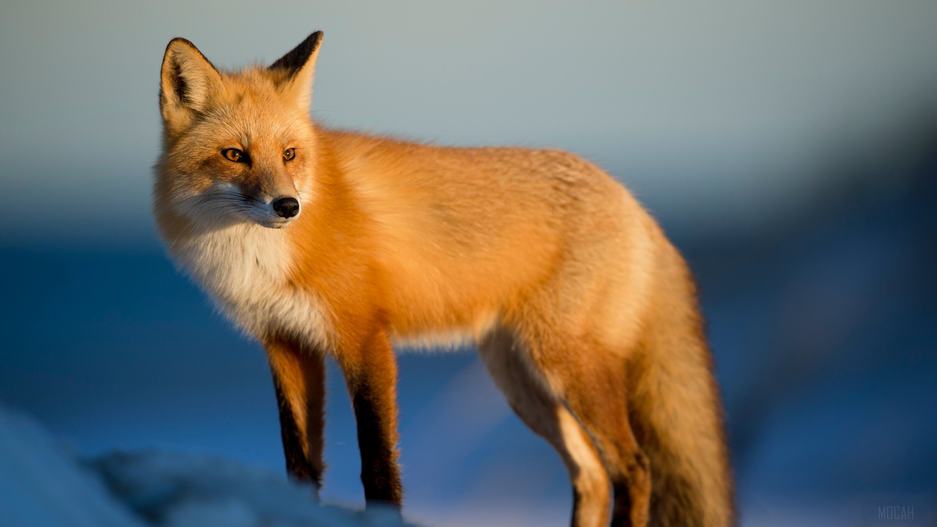 Red Fox in Winter Landscape 4K HD Wallpaper