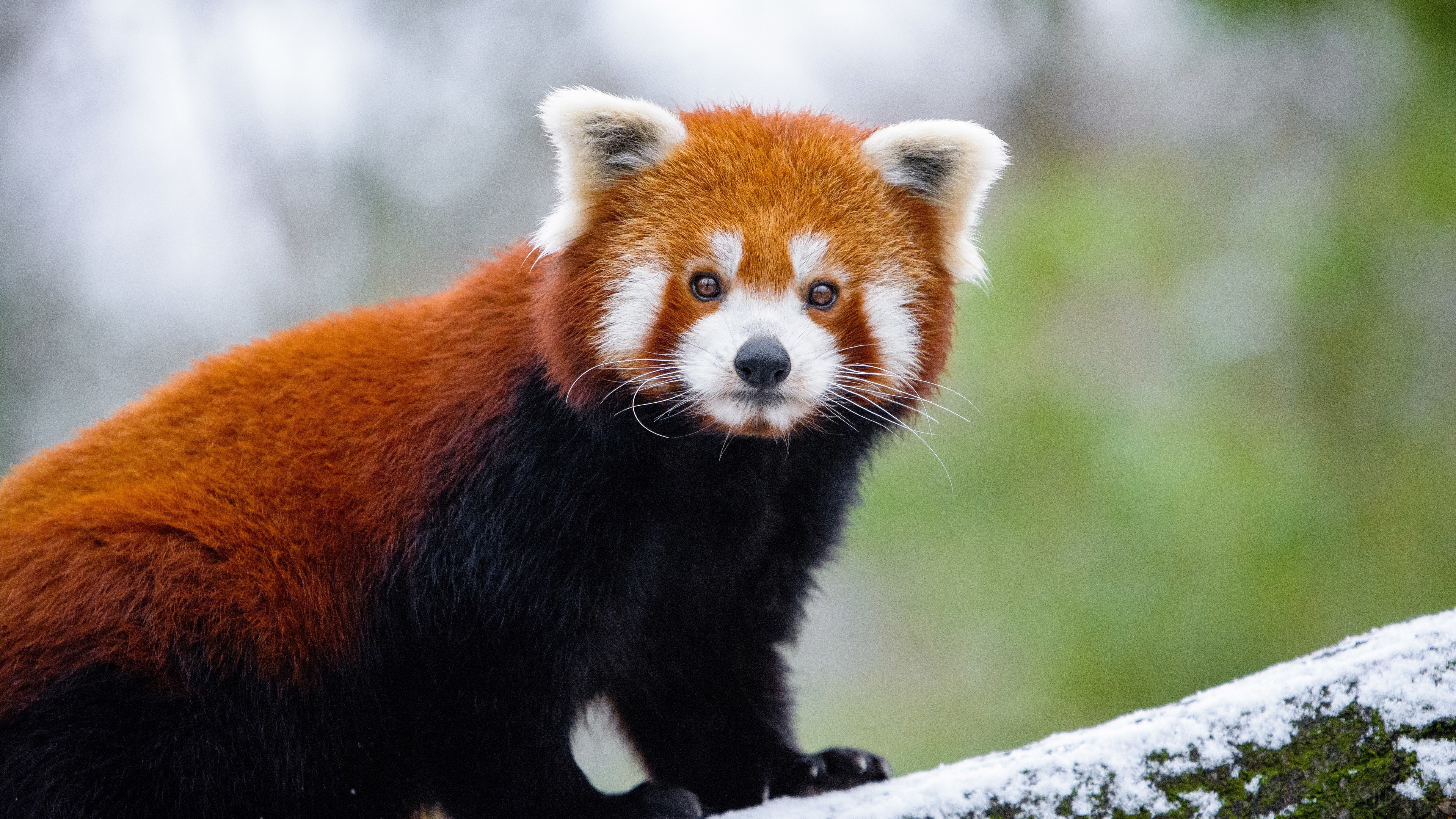 Red Panda in Snow HD Wallpaper