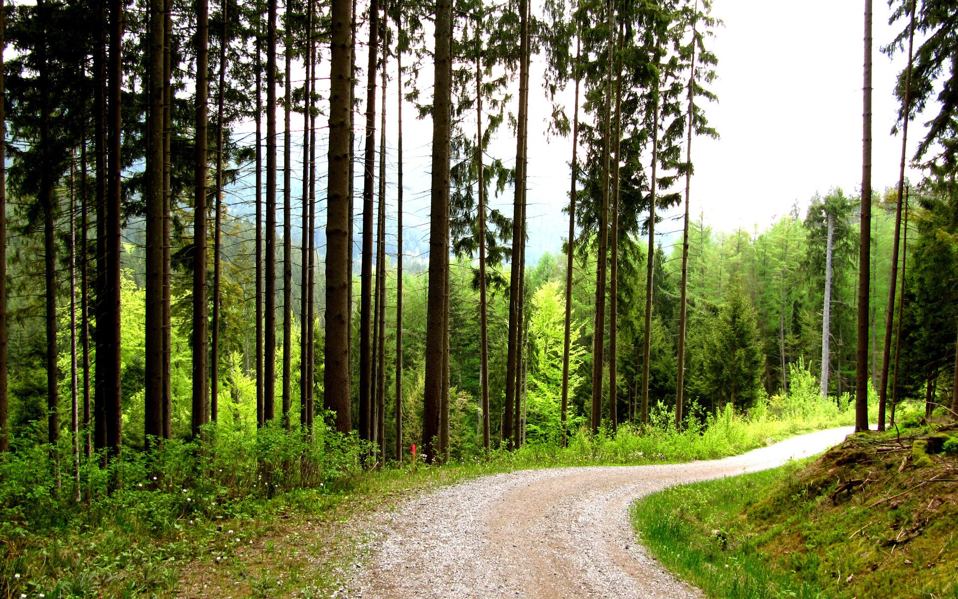 Gravel road winding through a dense pine forest HD Wallpaper