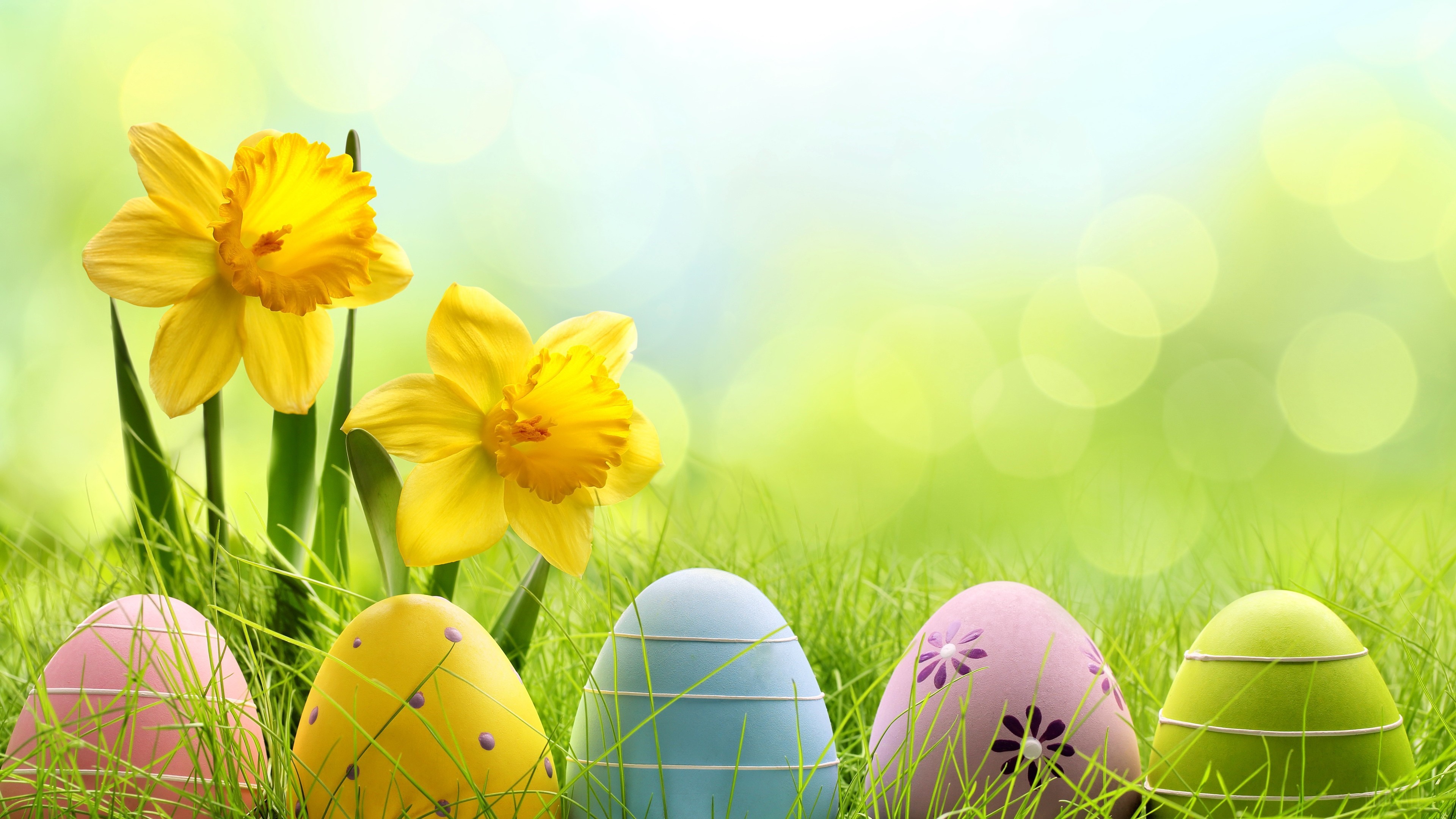 Easter Eggs and Daffodils in Grass 4K HD Wallpaper
