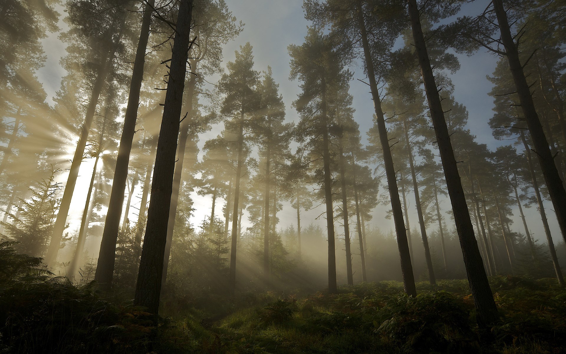 Sunbeams through a misty pine forest HD Wallpaper