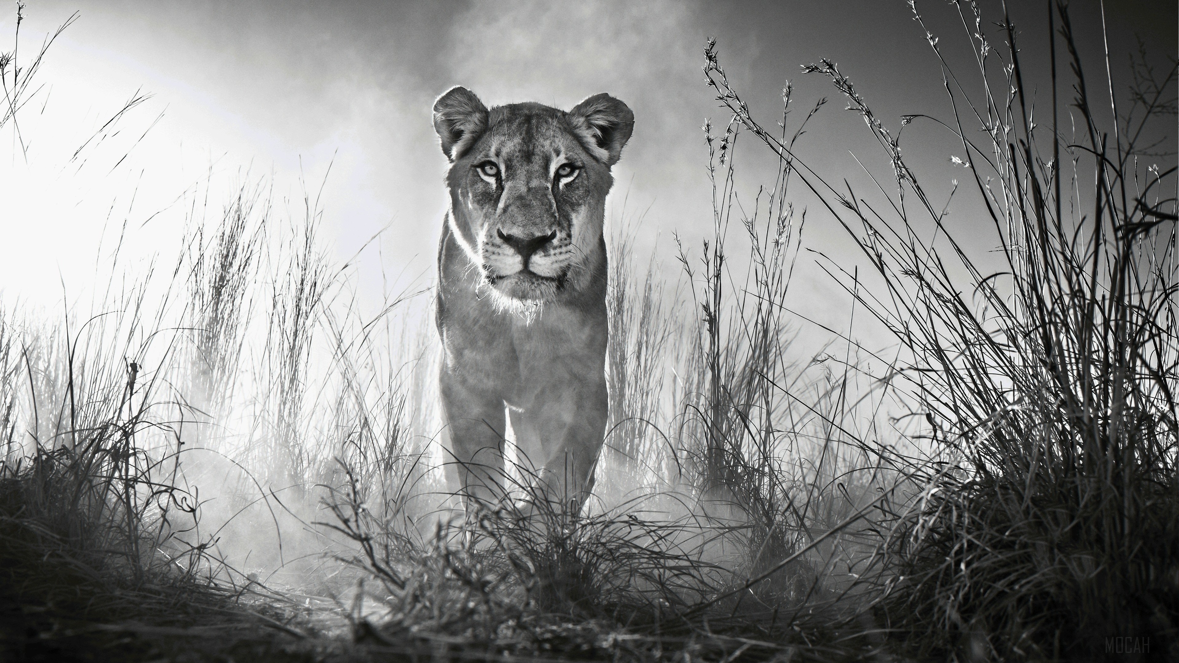 Lion in tall grass, black and white 4K HD Wallpaper