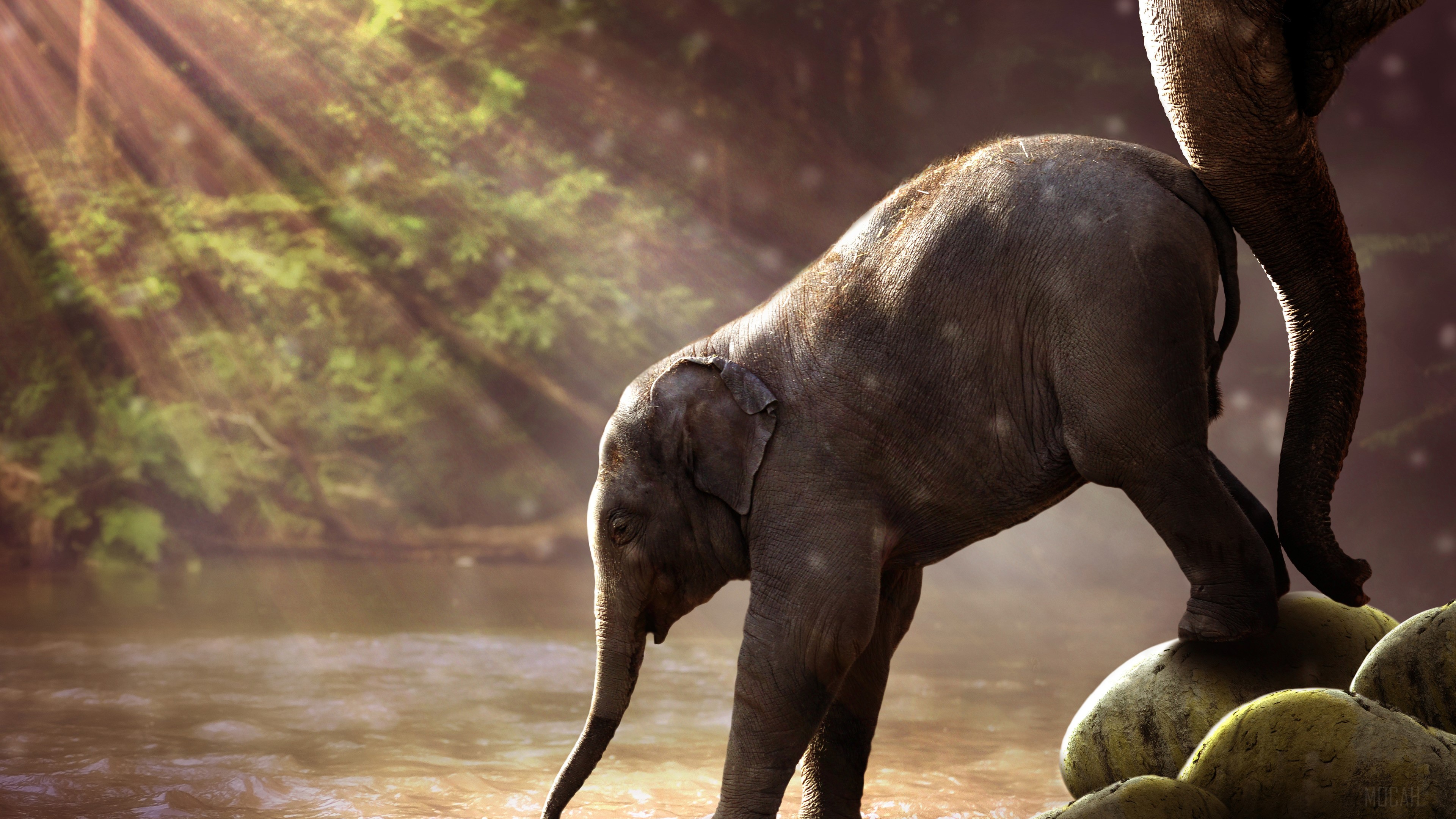 Baby Elephant Drinking Water HD Wallpaper