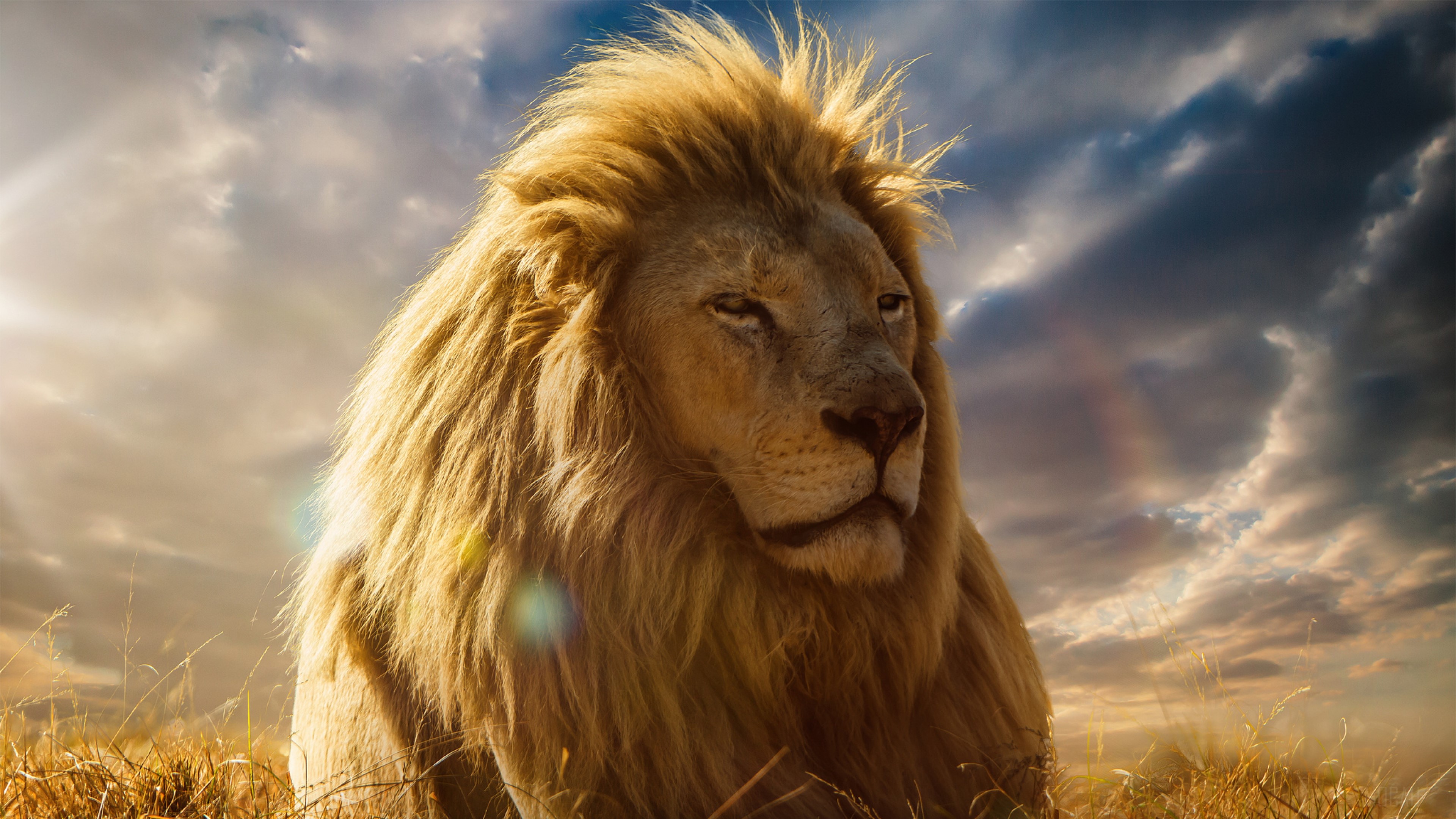 Lion from The Lion King 4K HD Wallpaper