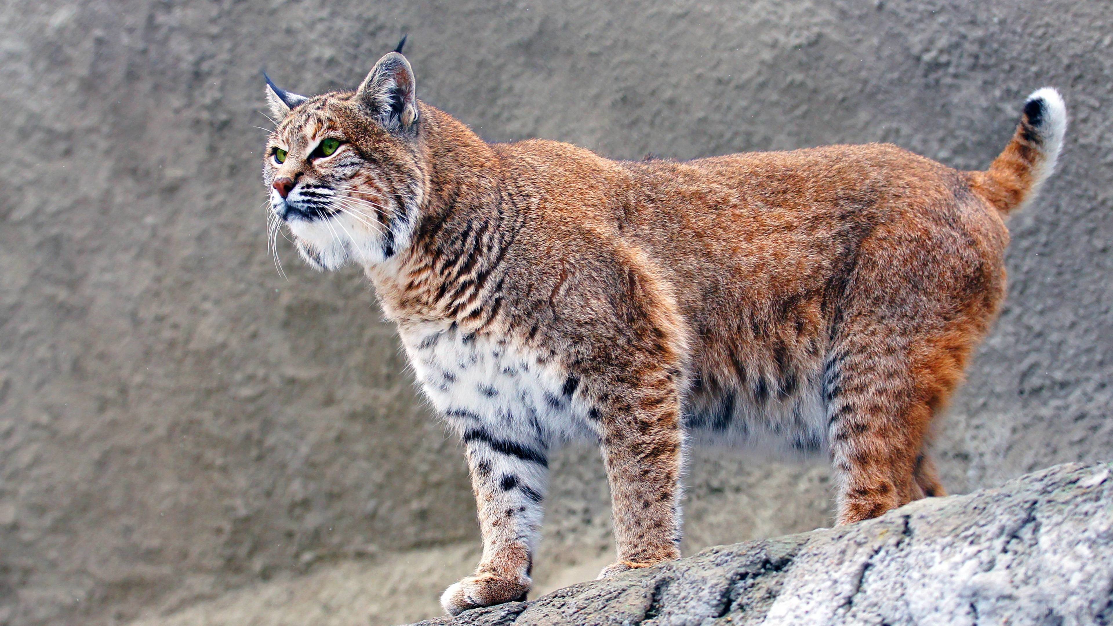 Bobcat standing on a rock HD Wallpaper