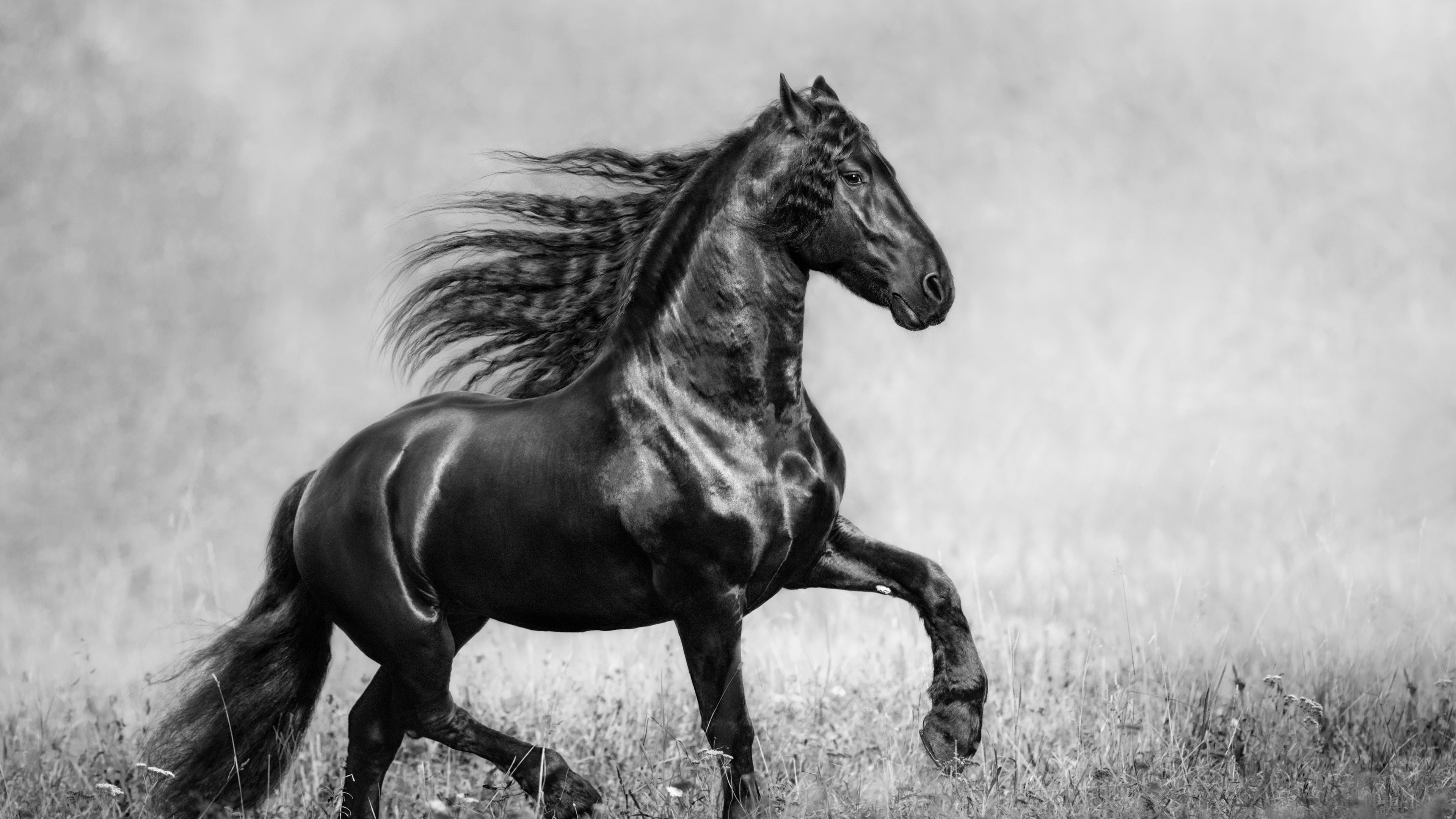 Black Friesian Horse Running in Field 4K HD Wallpaper