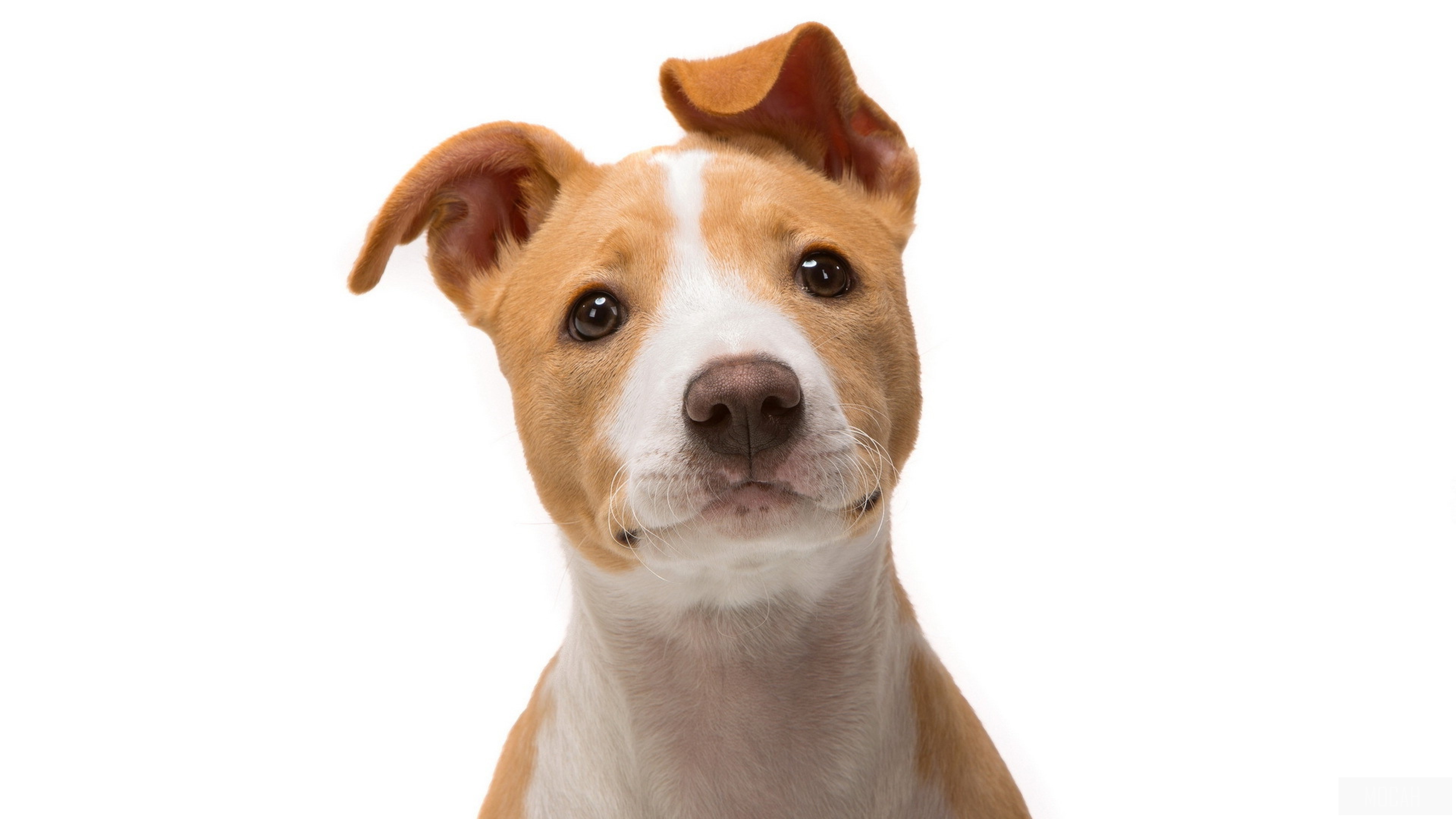 Jack Russell Terrier puppy looking curious HD Wallpaper