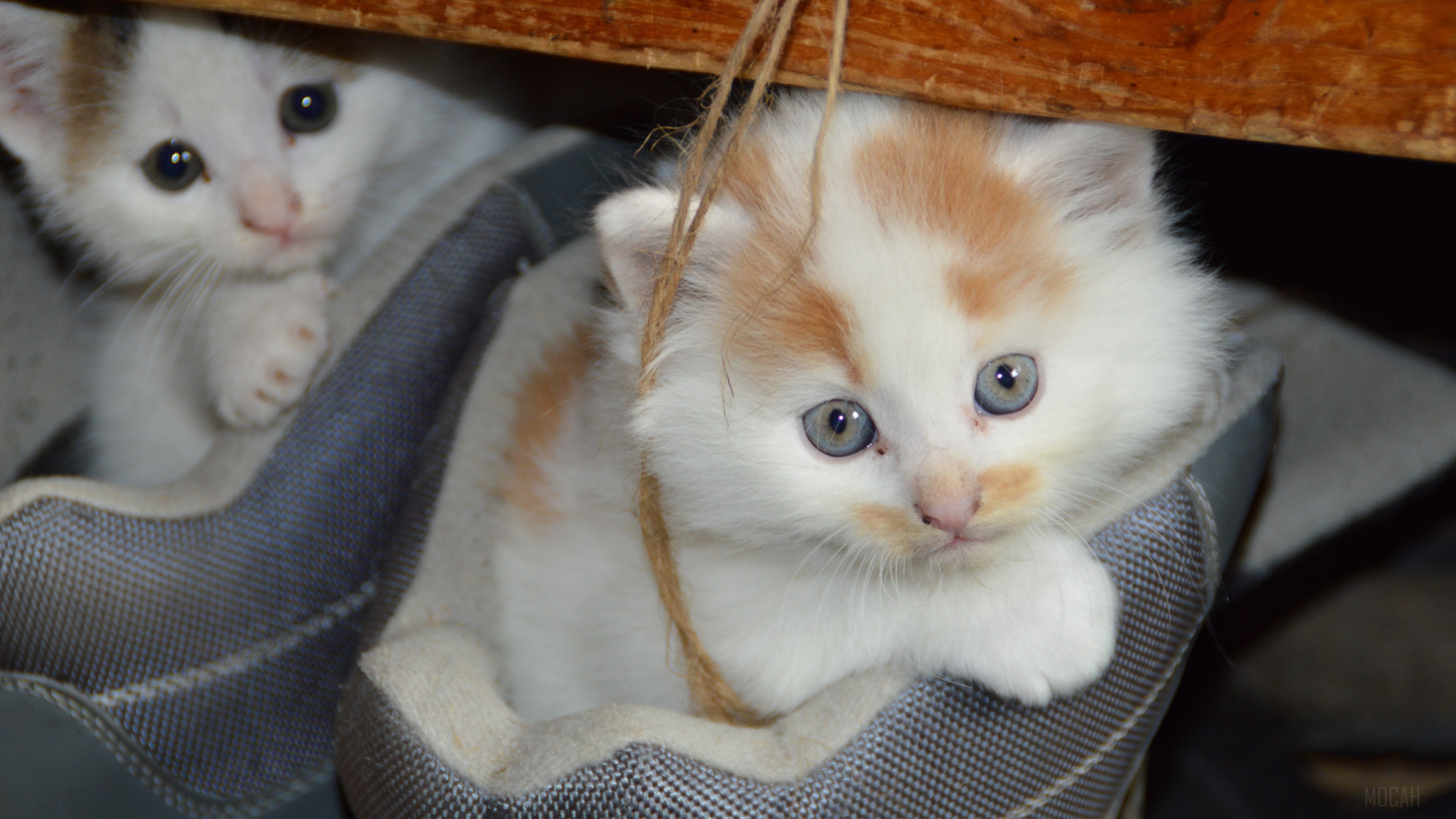 Two Kittens in Boots HD Wallpaper