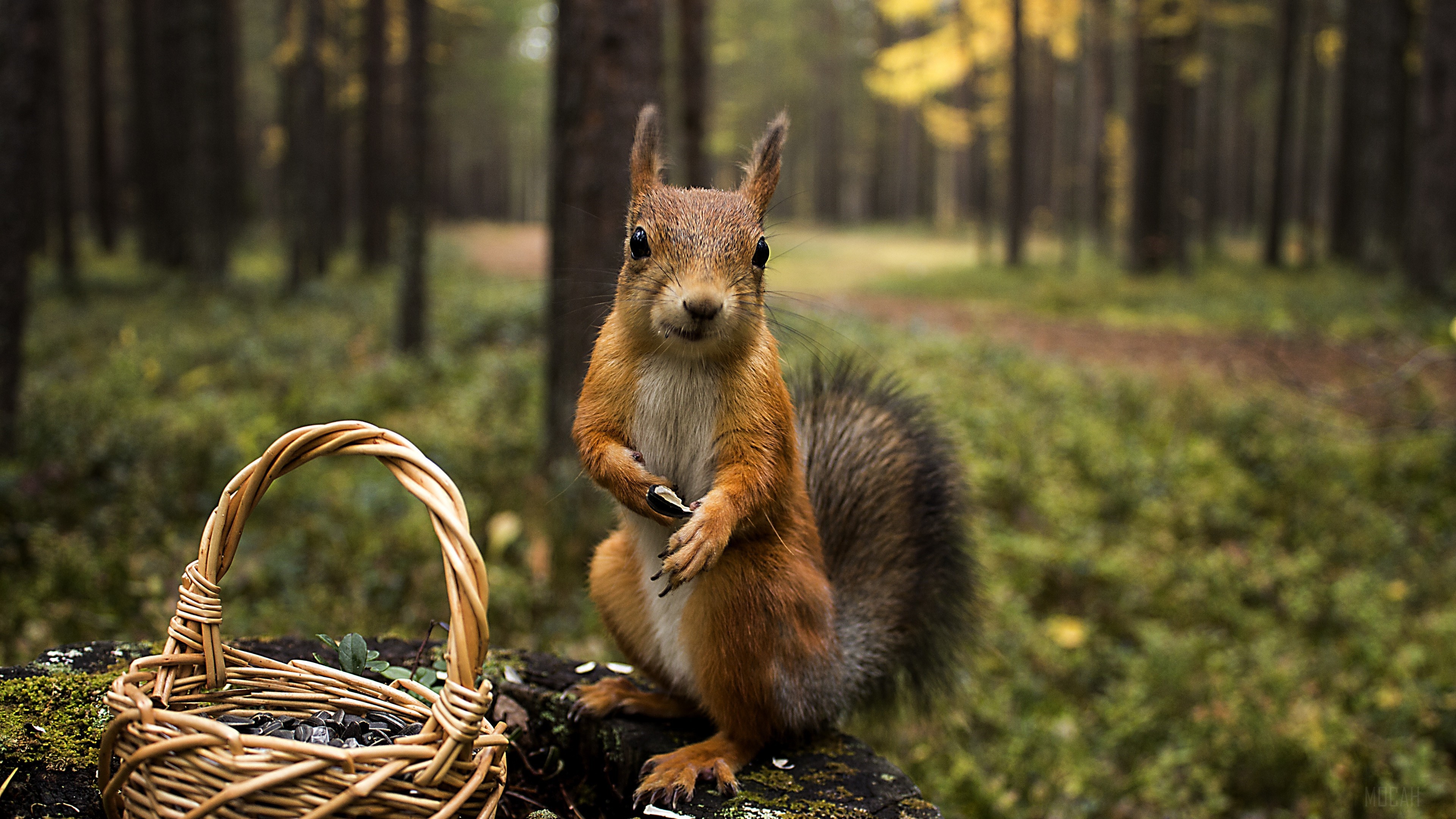 Squirrel with a basket in a forest 4K HD Wallpaper