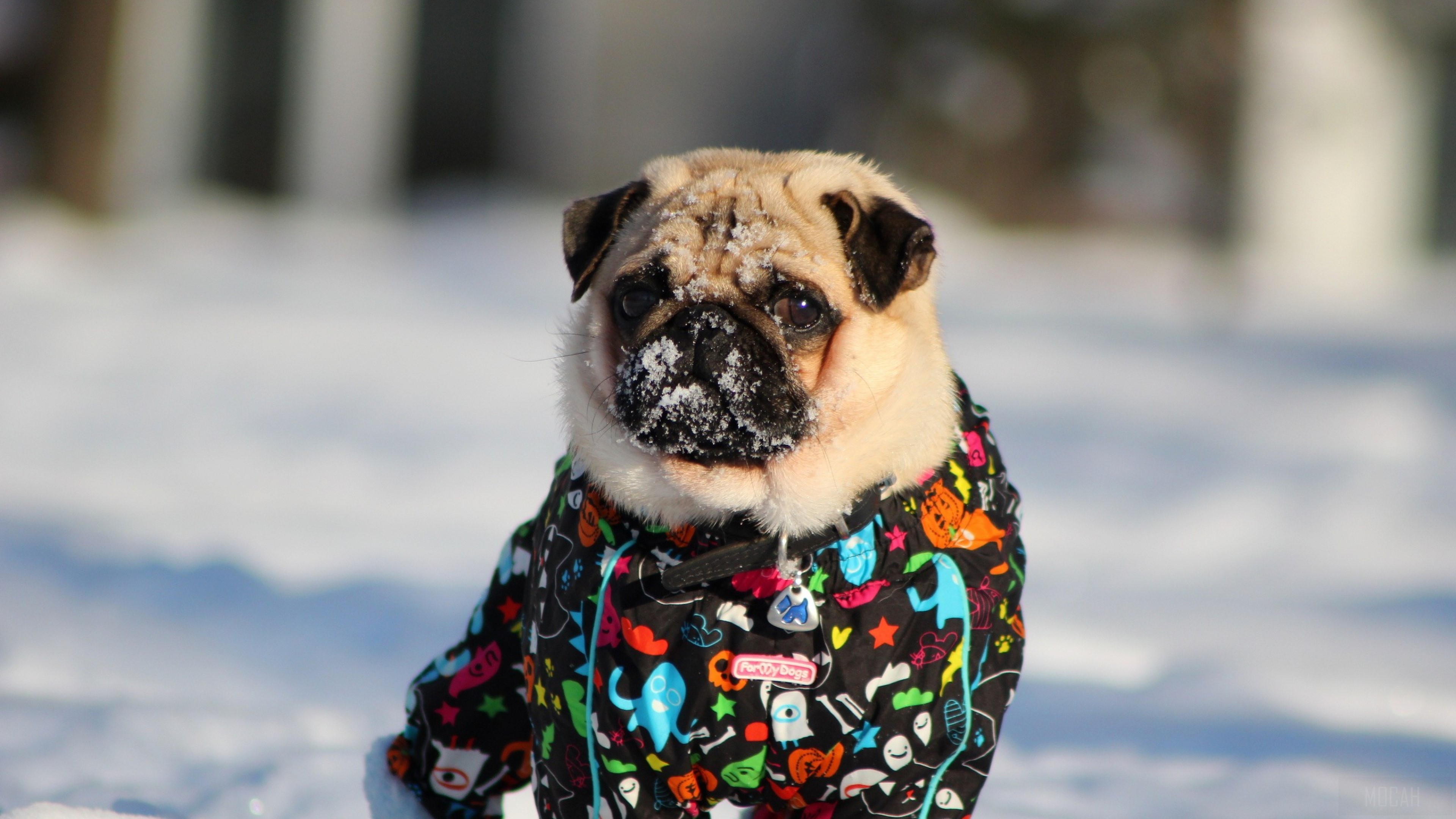 Pug in a colorful jacket in the snow 4K HD Wallpaper