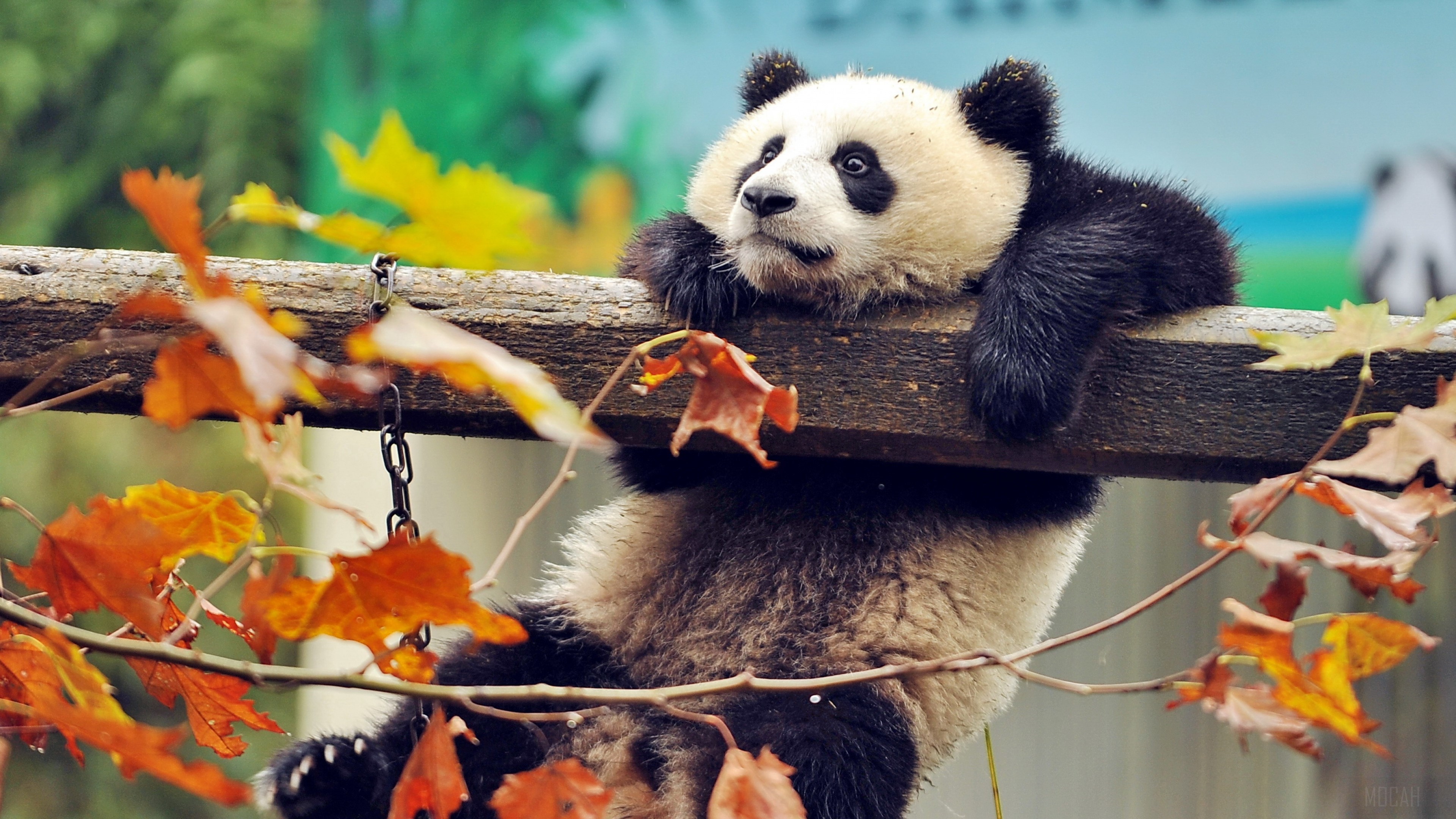 Cute Panda HD Wallpaper